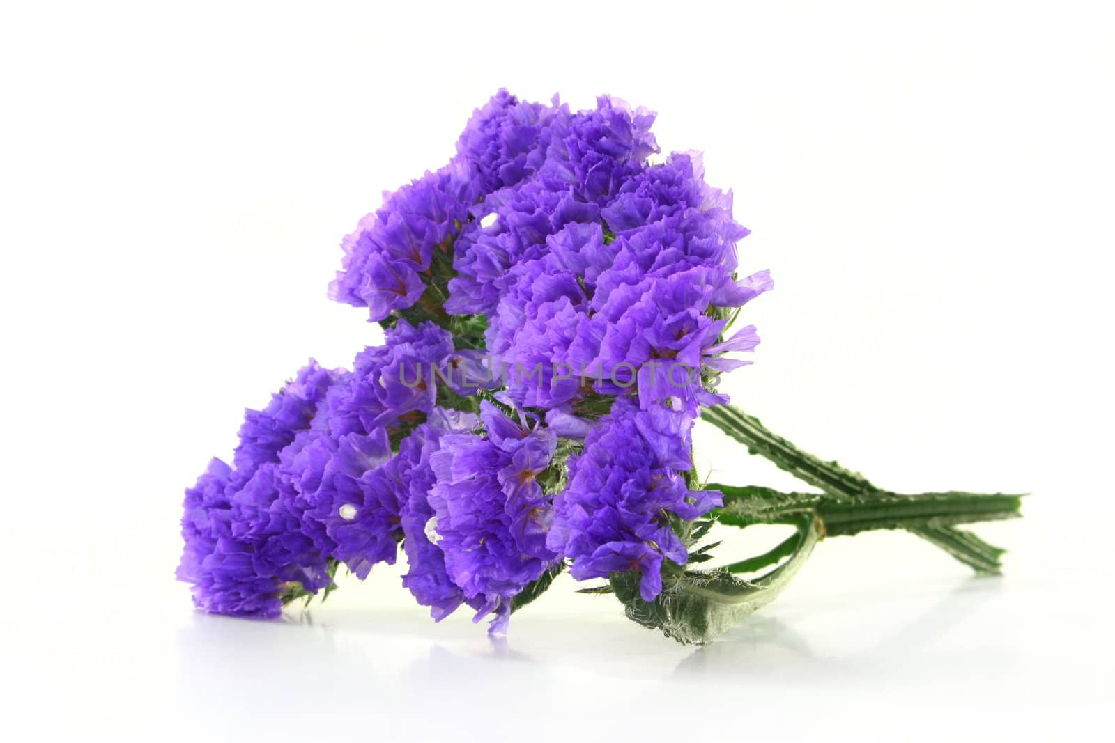 a stalk beach lilac on a white background