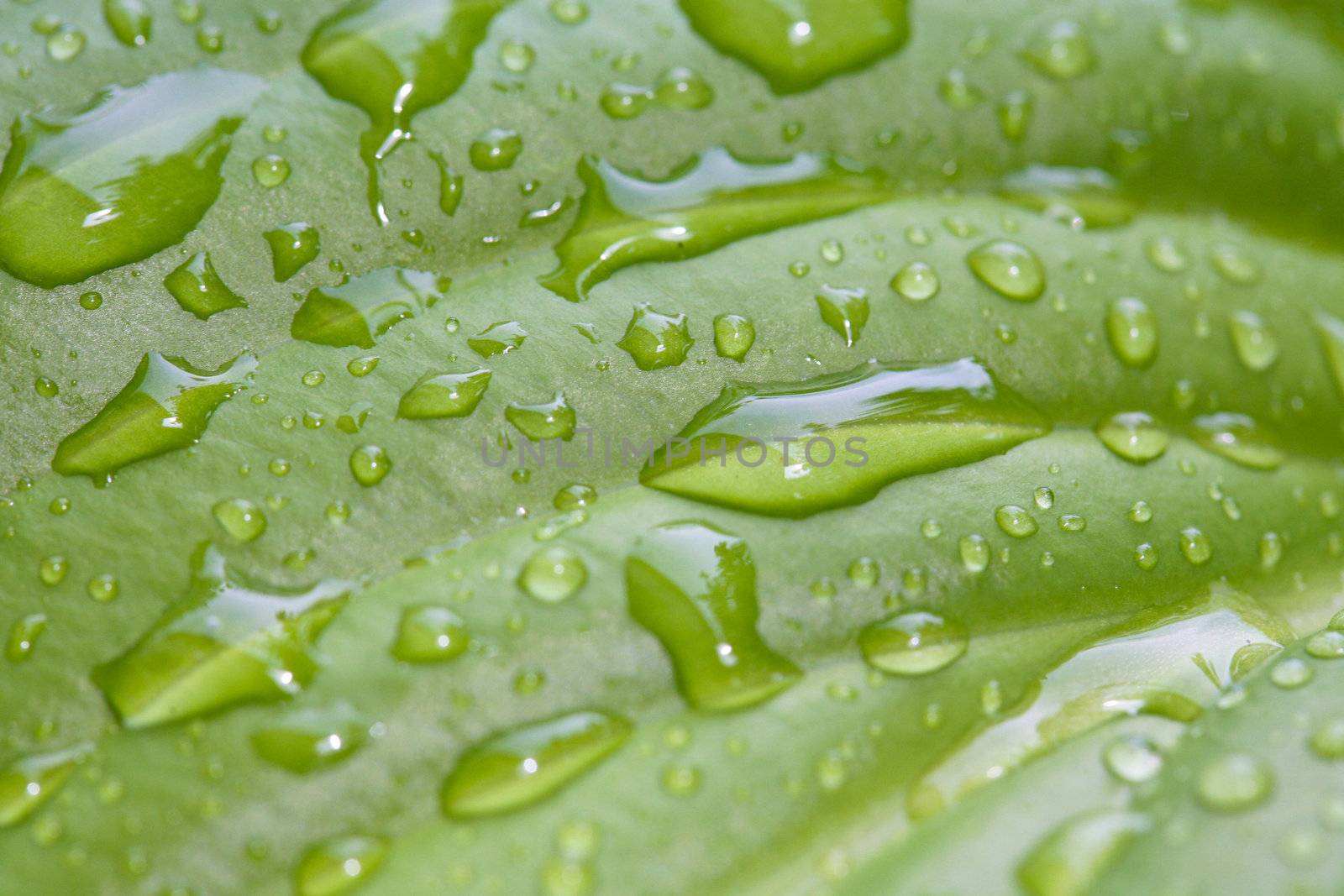 nature series: green leaf of lily with water drop