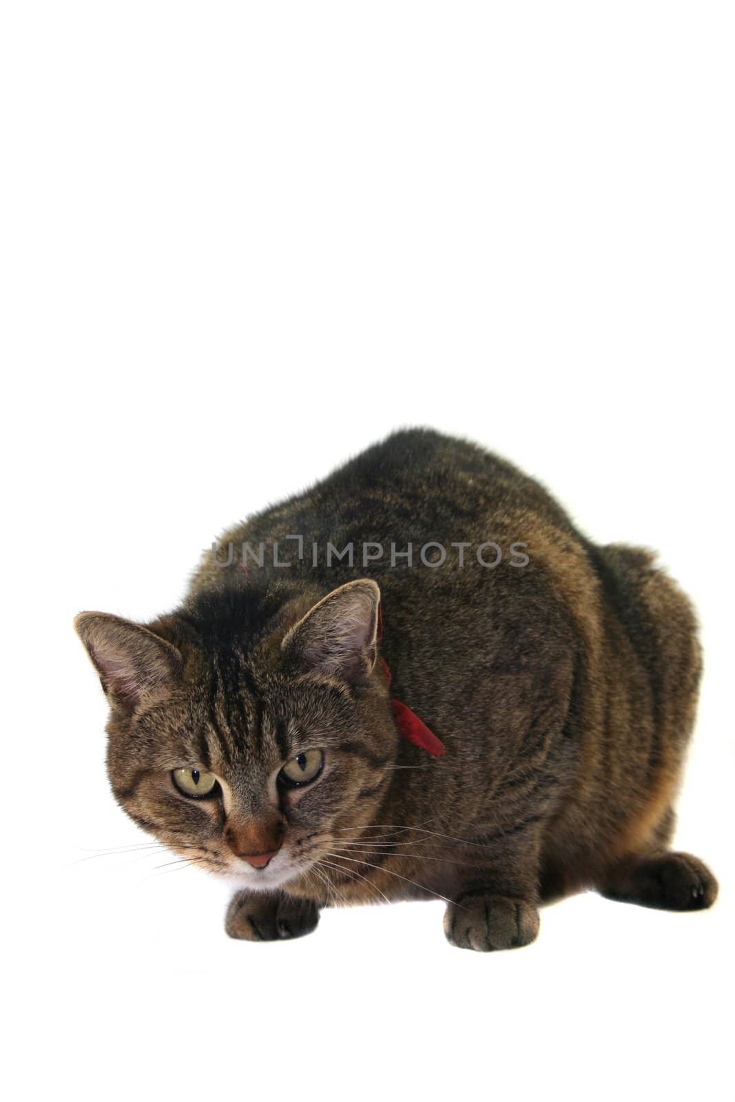 Cat with forward-facing view