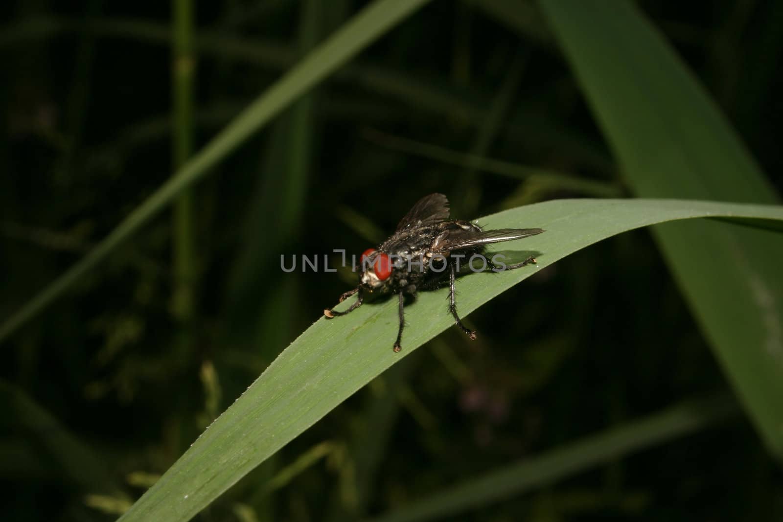 Blue flesh fly (Calliphora vicina) on a leaf