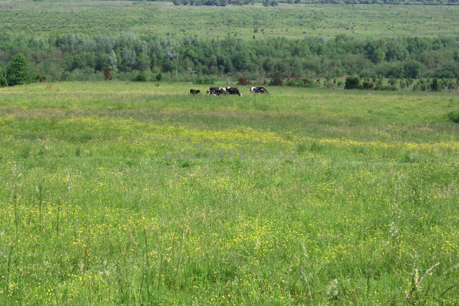 Meadow with green grass and a small herd of cows in the distance against the backdrop of forest