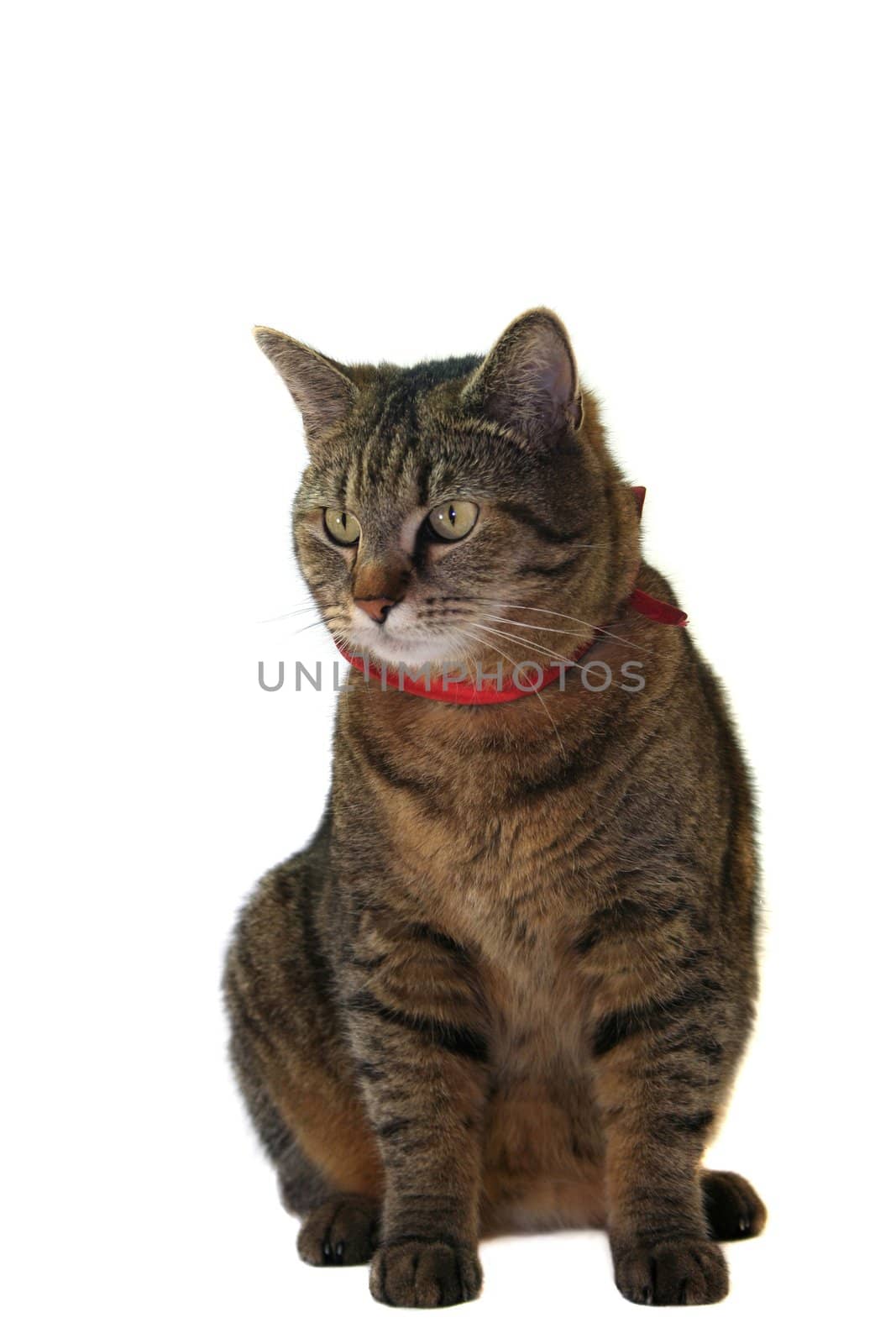 Cat portrait by silencefoto