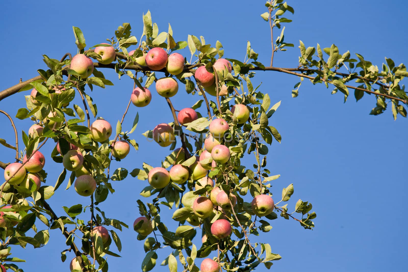 nature series: apple tree twig with ripe fruits