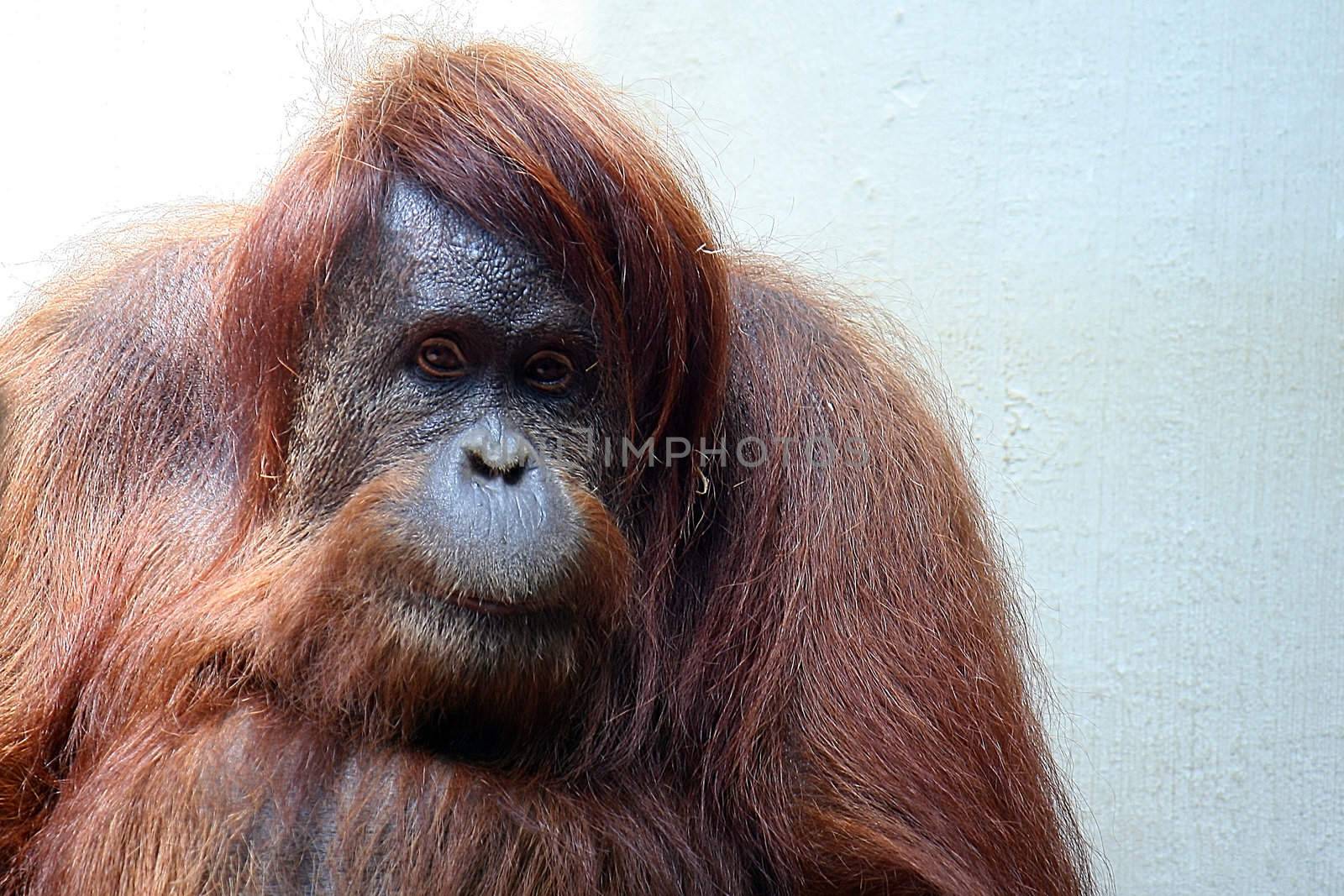 bornean Orangutan