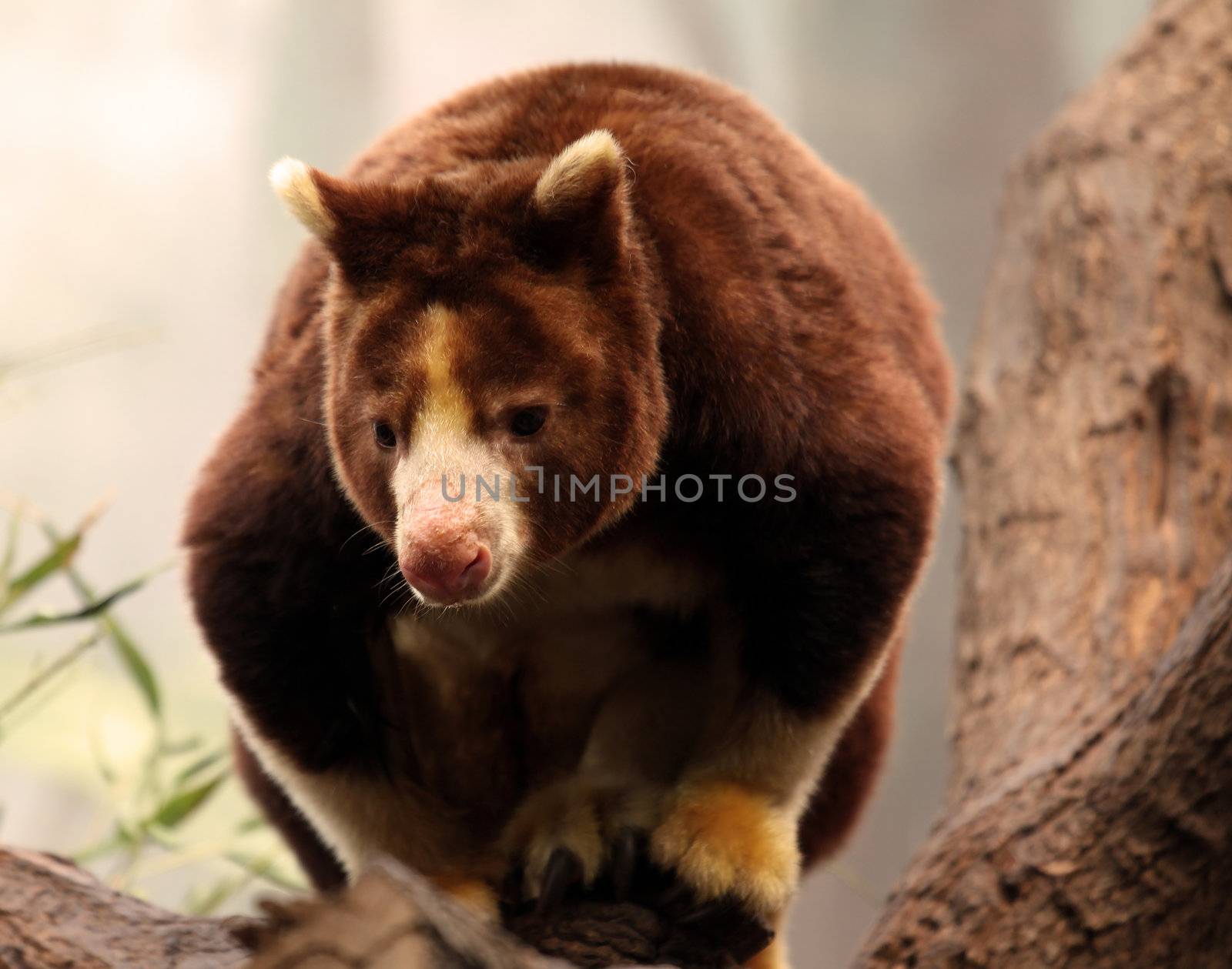 Matschie's Tree Kangaroo