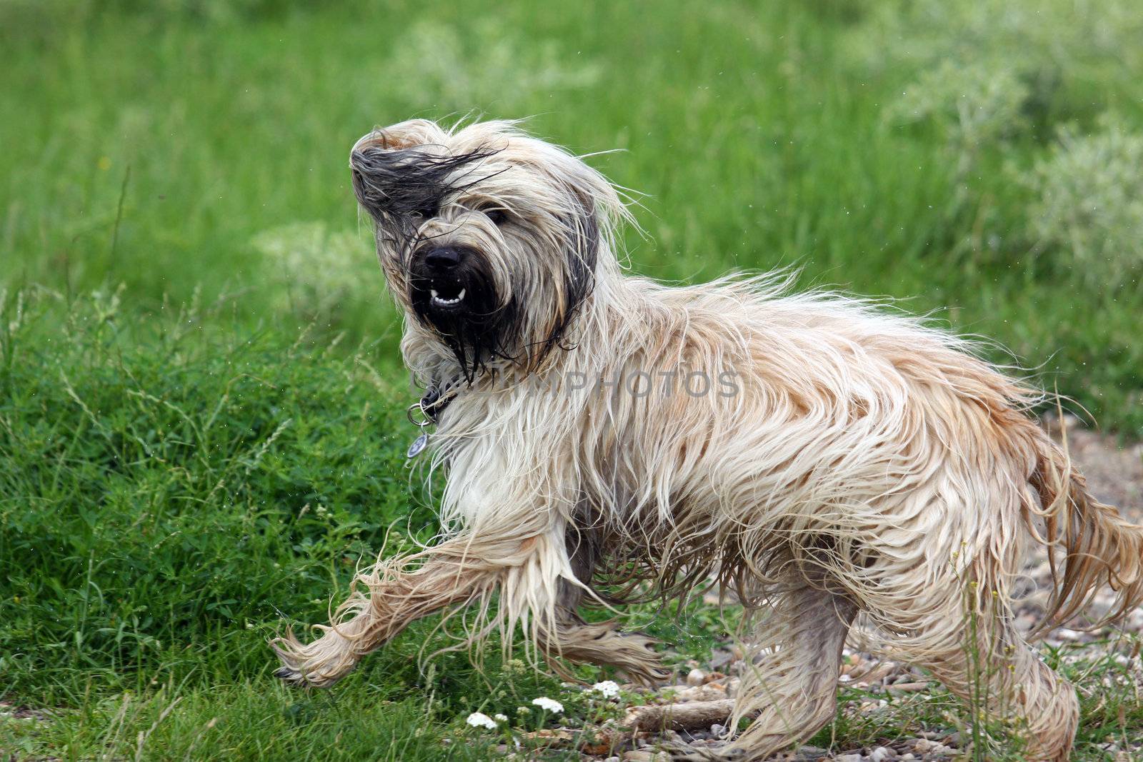 Bearded Collie