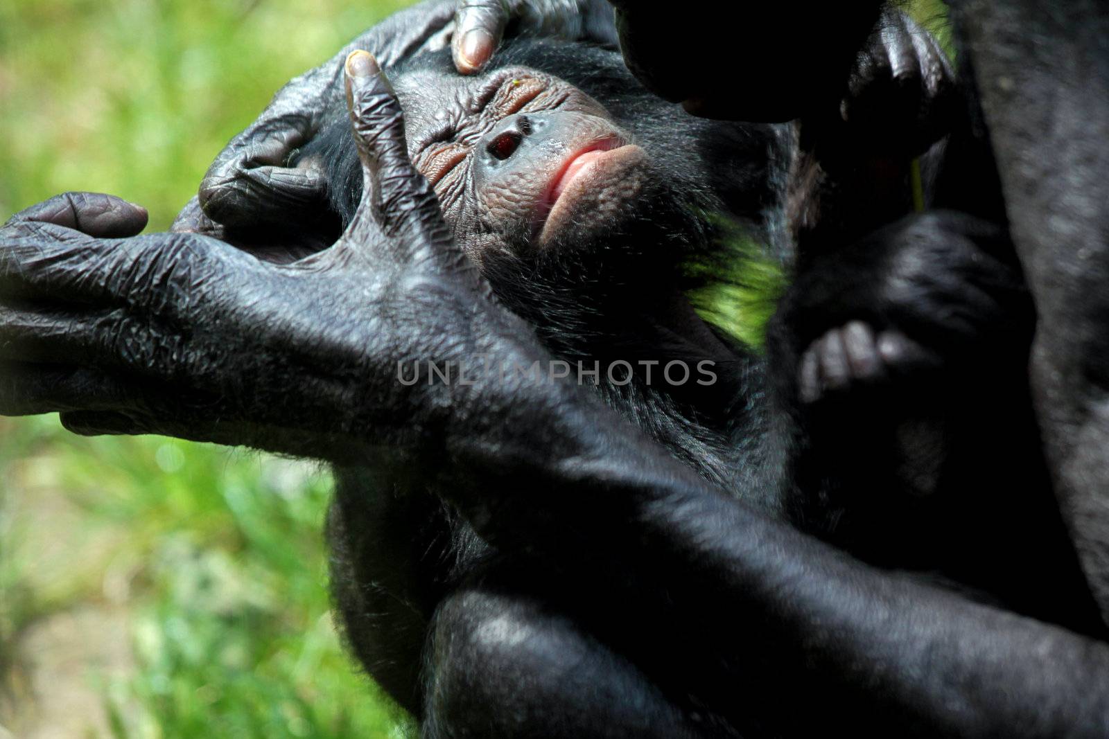 Bonobo with Baby