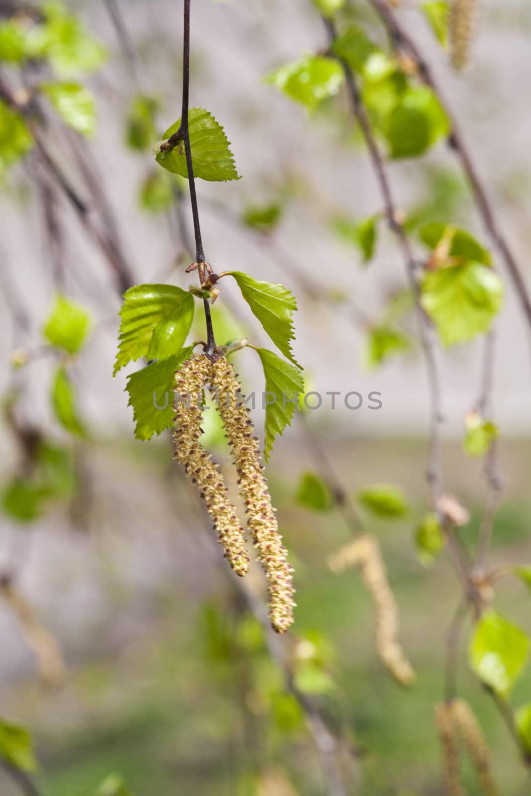 nature series: close up of spring birch leaf and bud