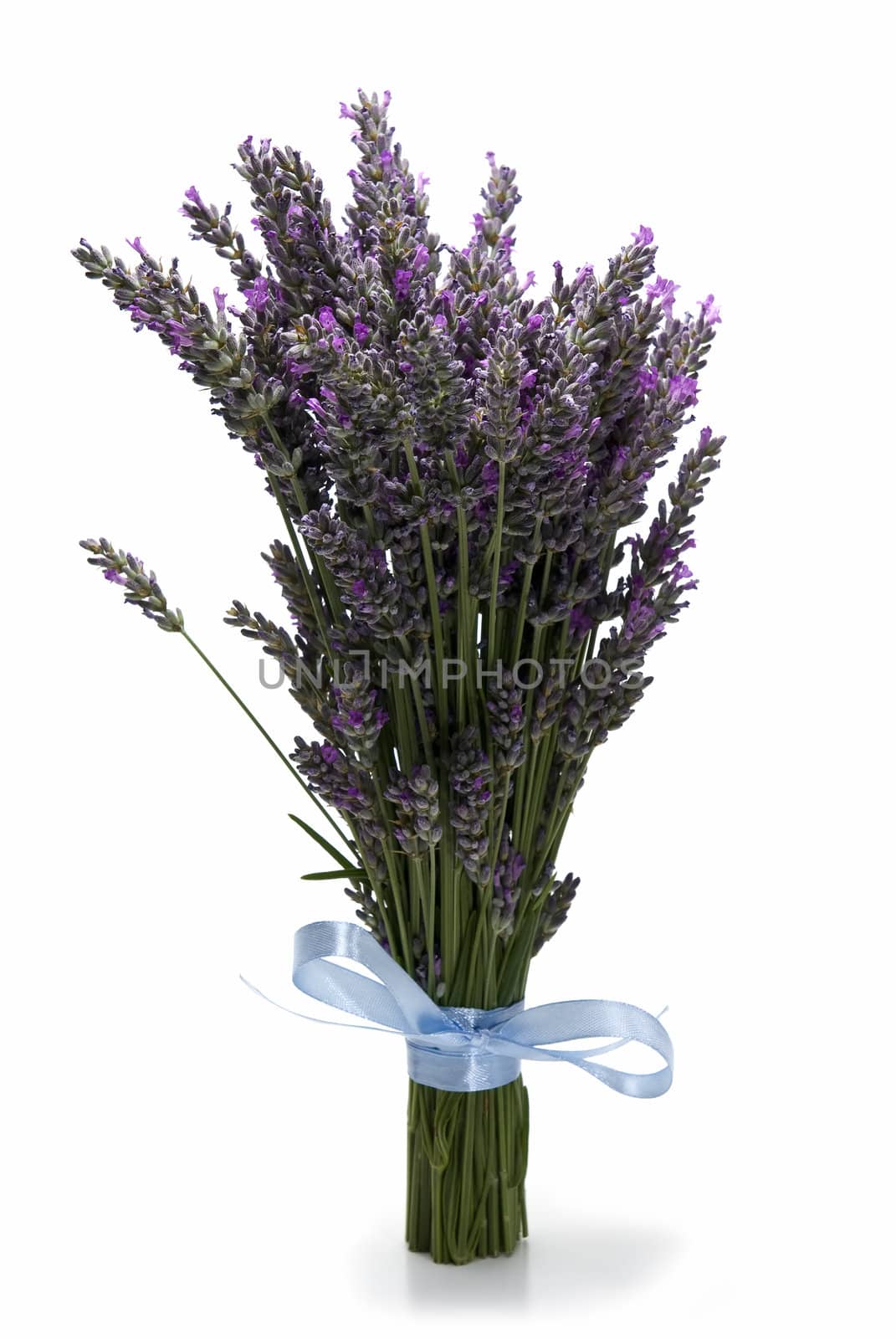 A bouquet of lavender isolated on a white background.