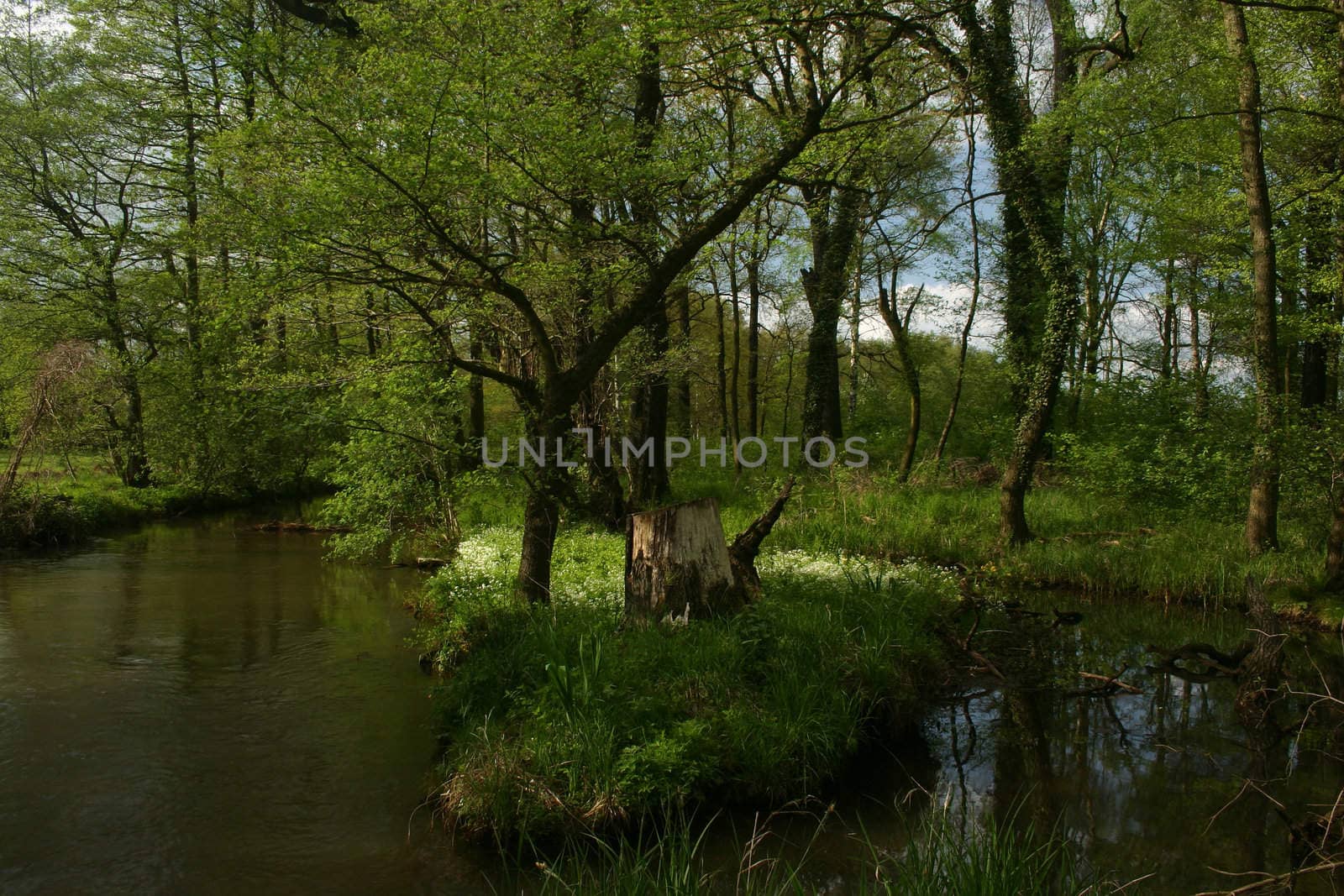 Trout brook by tdietrich