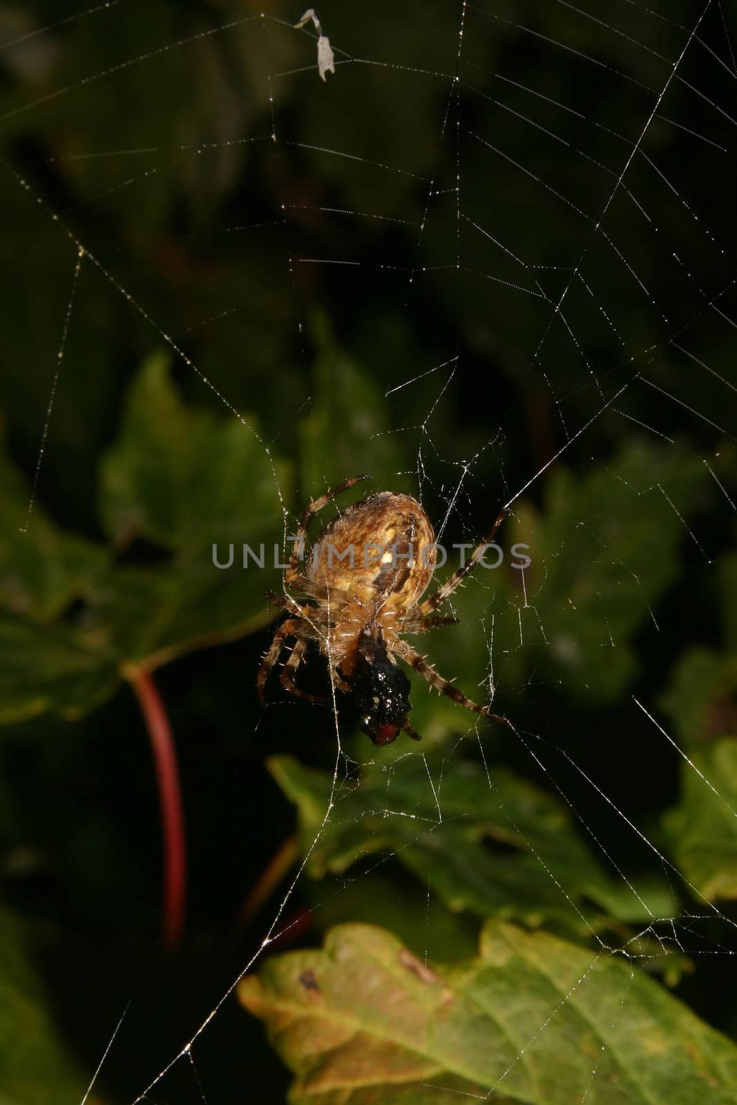 European garden spider (Araneus diadematus) in their Net