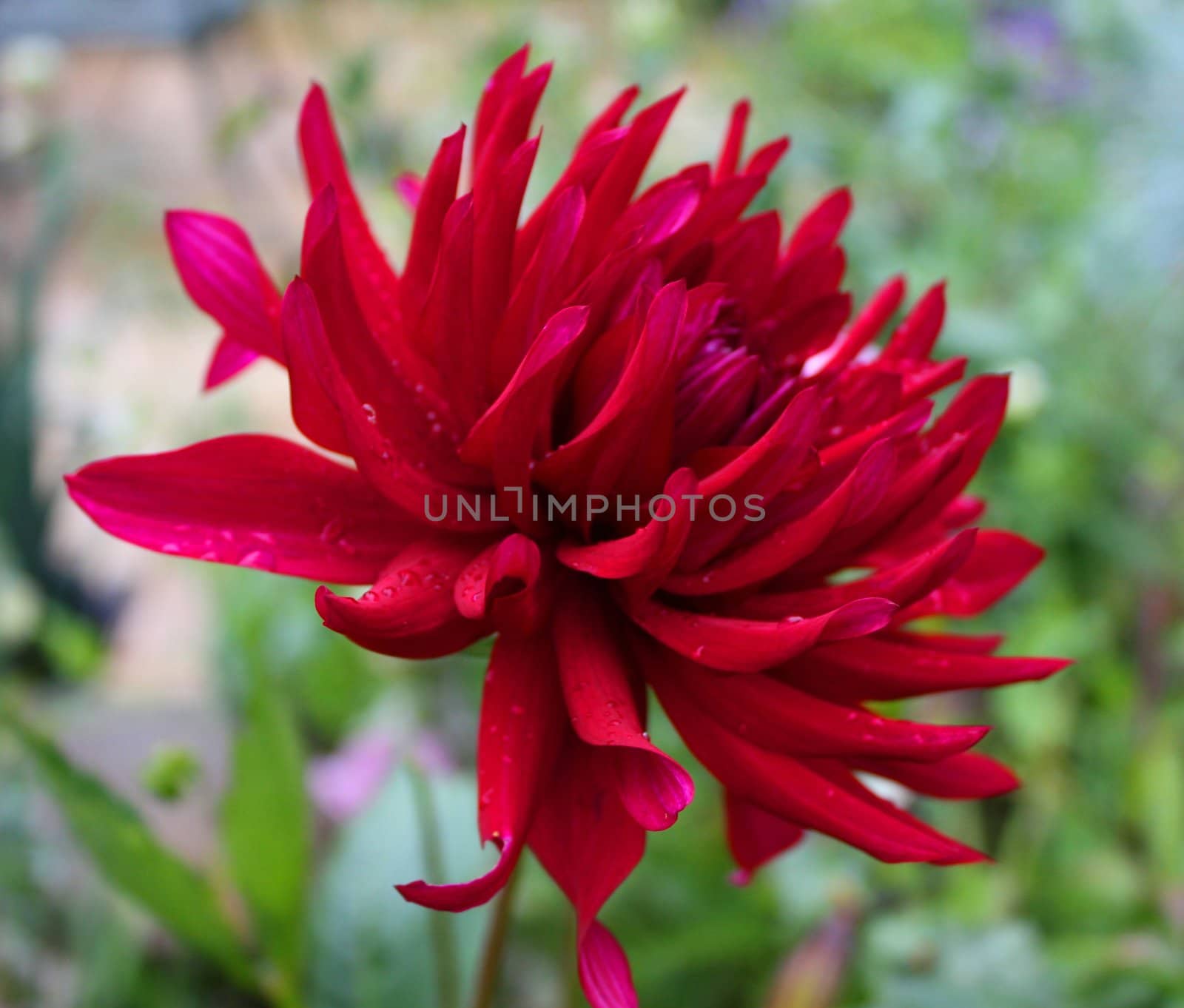 red flower by chrisga