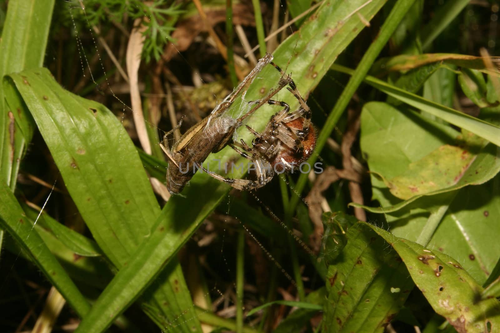 European garden spider (Araneus diadematus) by tdietrich