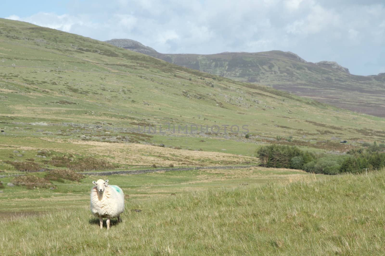 A ewe stands in a green grass mountain pasture with mountains and a cloudy sky in the distance.