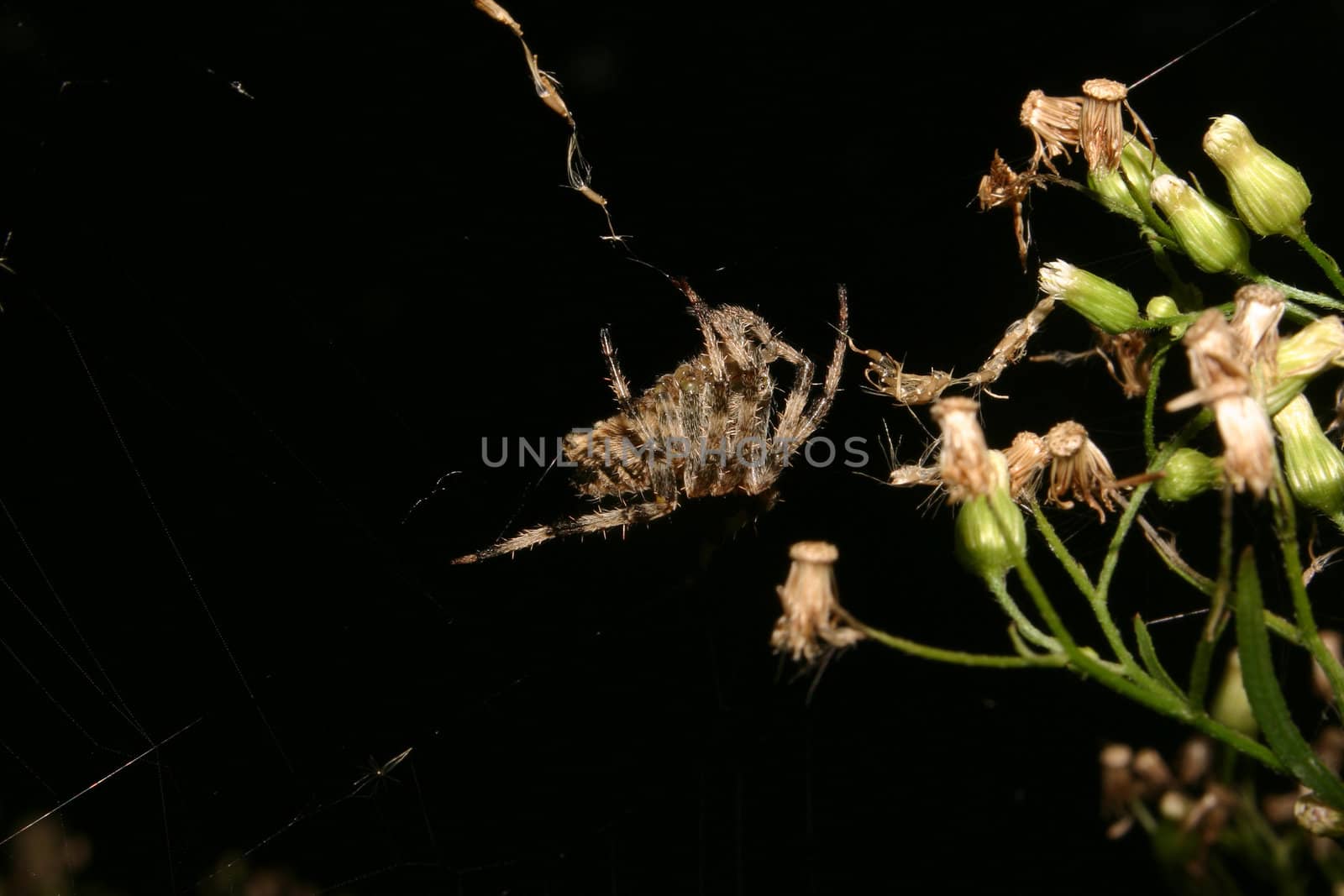 European garden spider (Araneus diadematus) in their Net