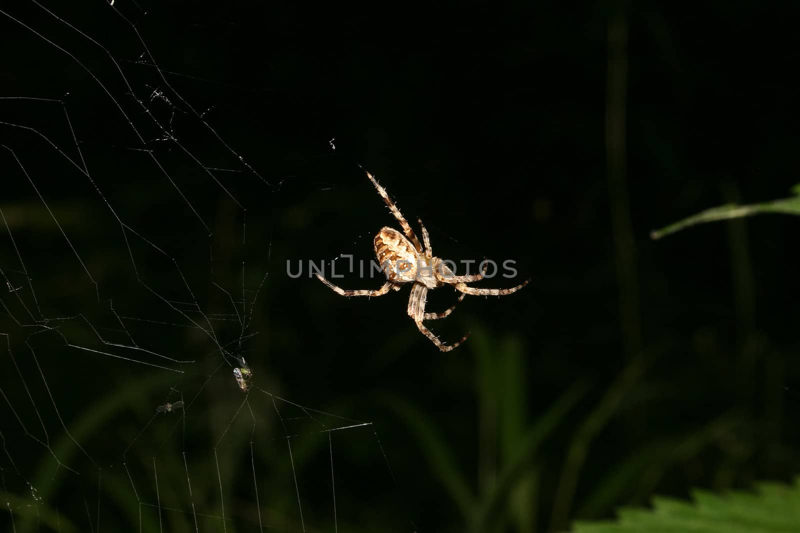 European garden spider (Araneus diadematus) in their Net