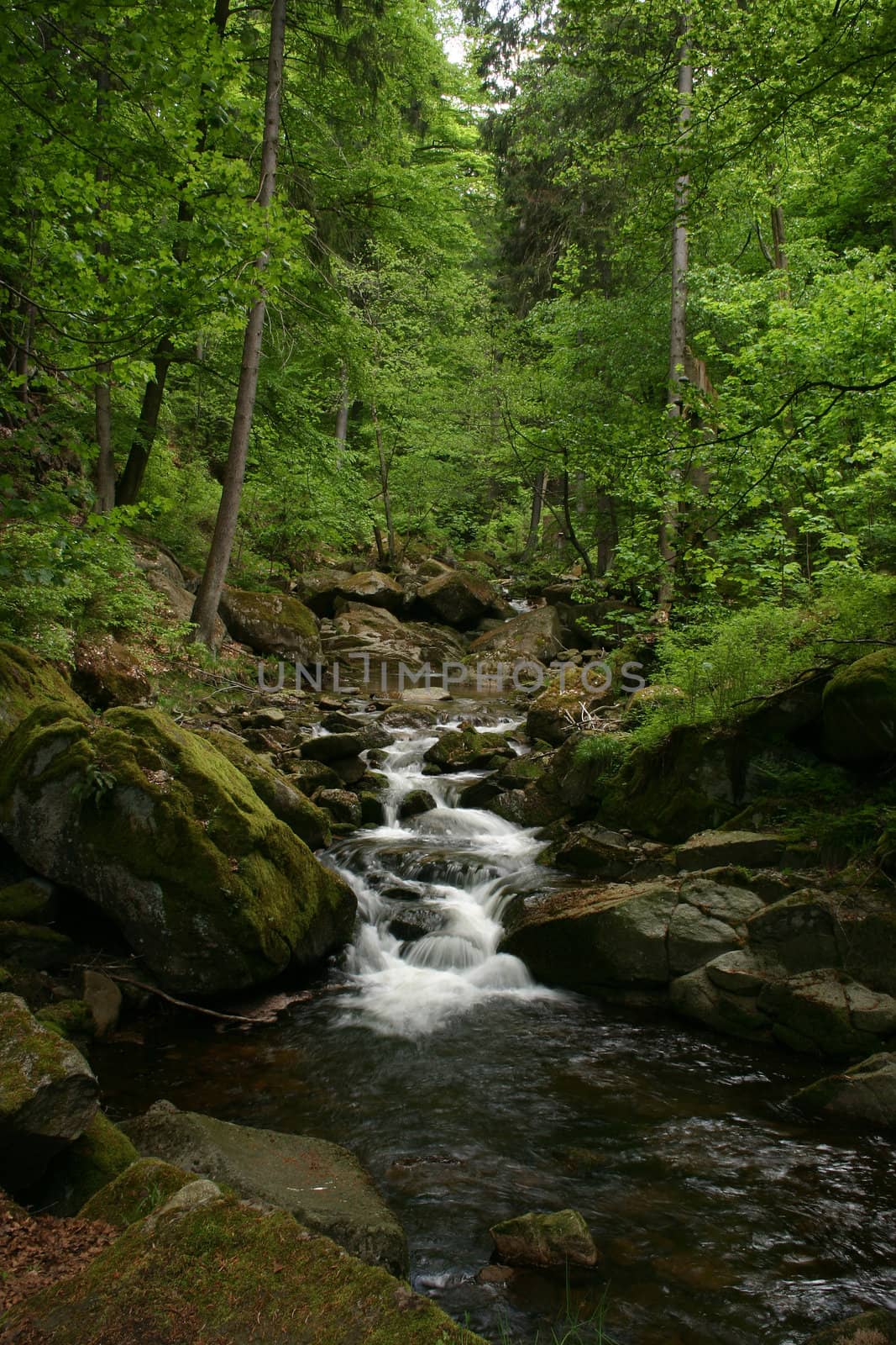 Mountain stream "Ilse" in the National Park "Upper Harz" in Saxony-Anhalt / Germany

