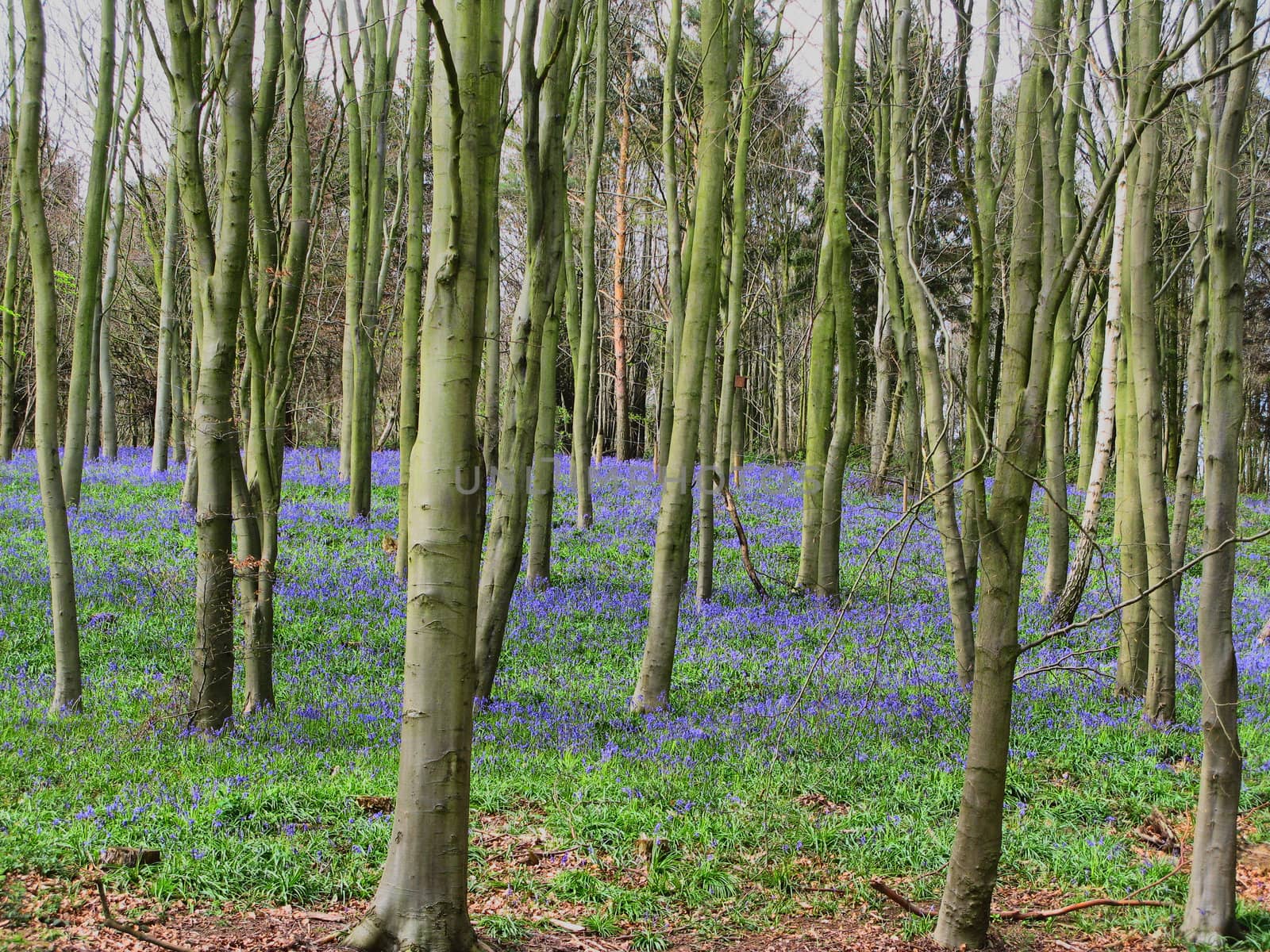 Bluebells in bloom in a wood