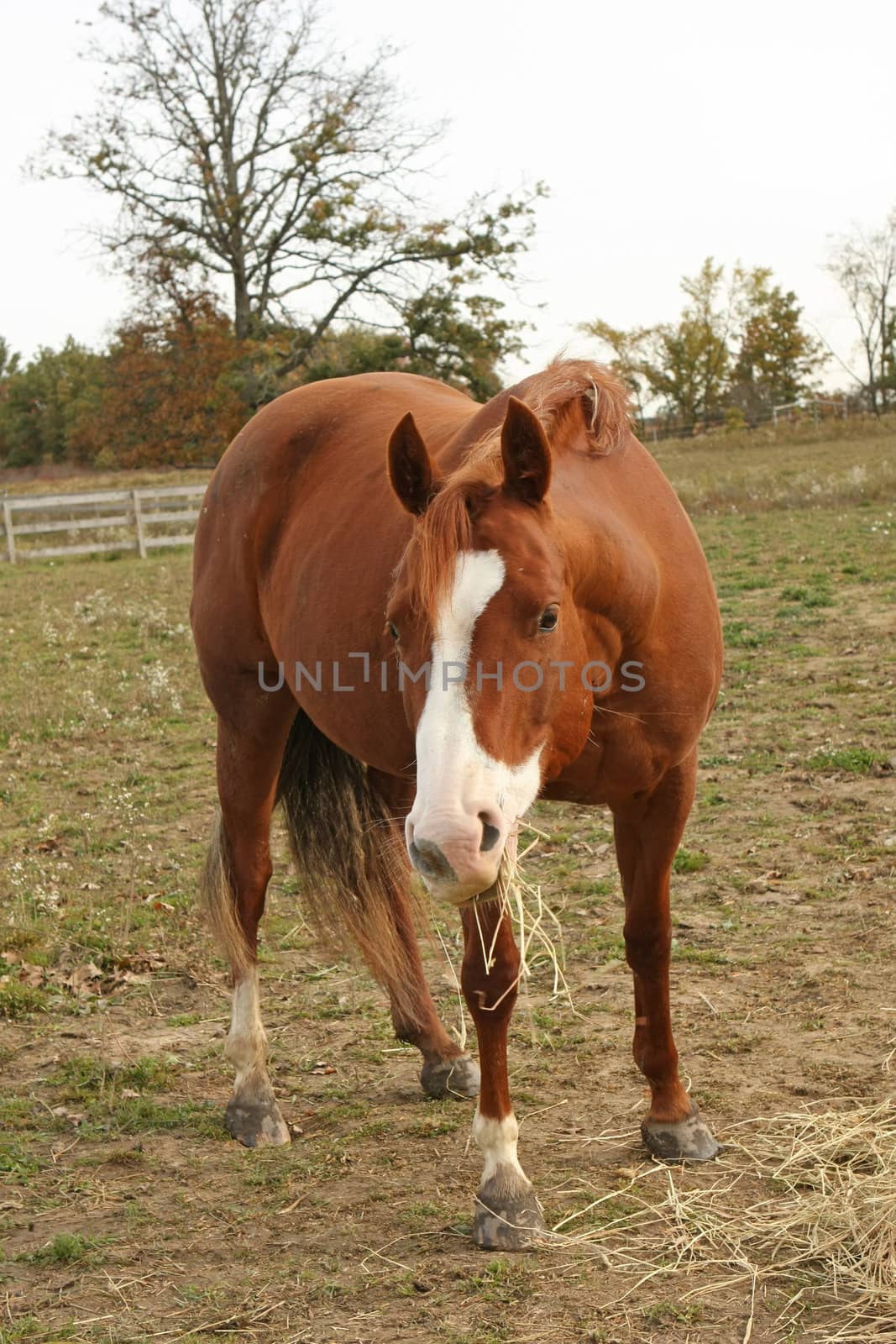 brown bay horse standing eating hay in field