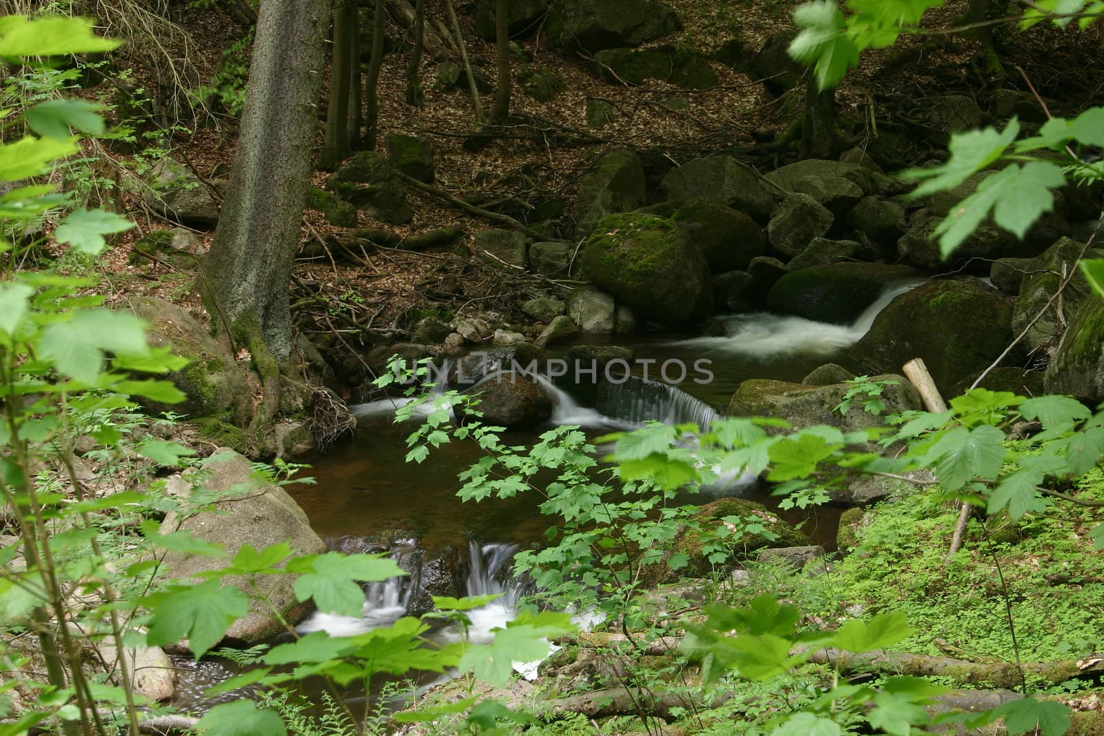 Mountain stream "Ilse" in the National Park "Upper Harz" in Saxony-Anhalt / Germany

