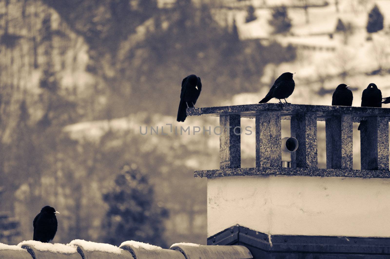 Split toned shot of crows resting on chimney on a winter day