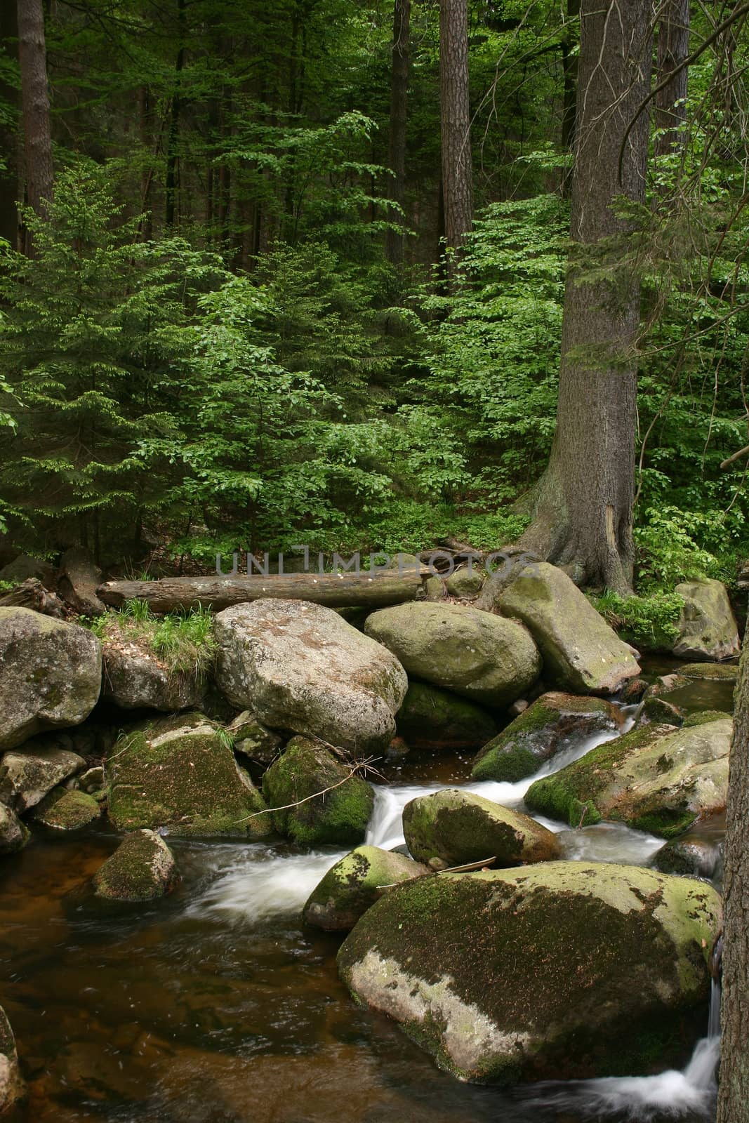 Mountain stream "Ilse" in the National Park "Upper Harz" in Saxony-Anhalt / Germany

