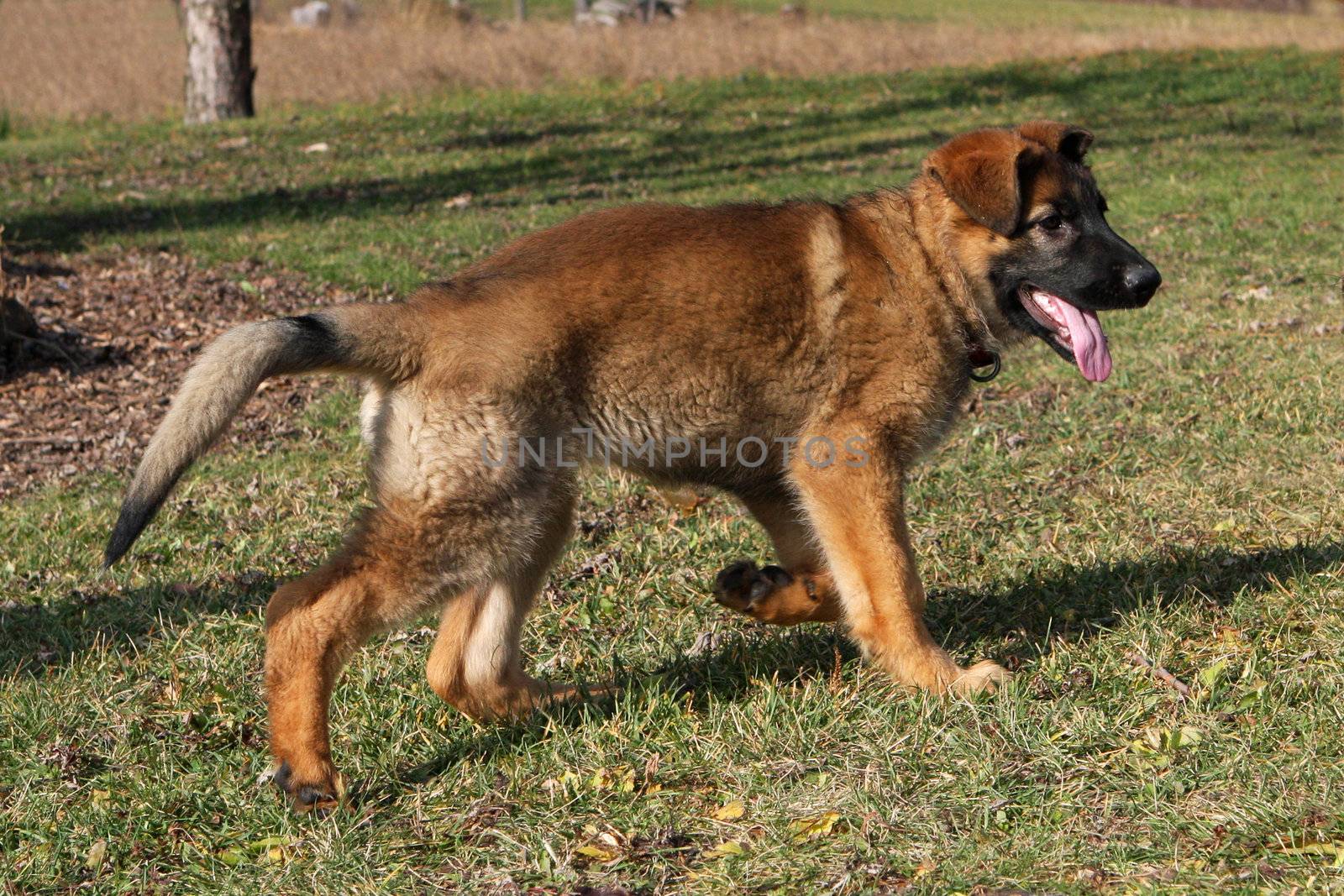 German Shepherd Puppy by framed