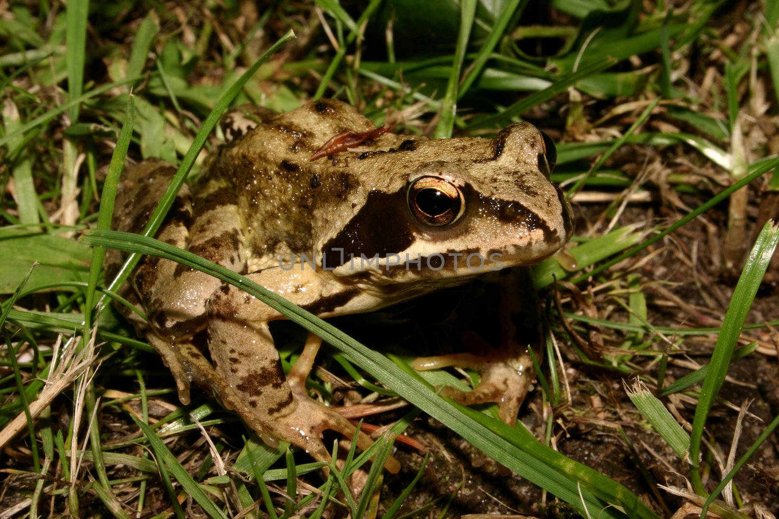 Common Frog (Rana temporaria) in habitat