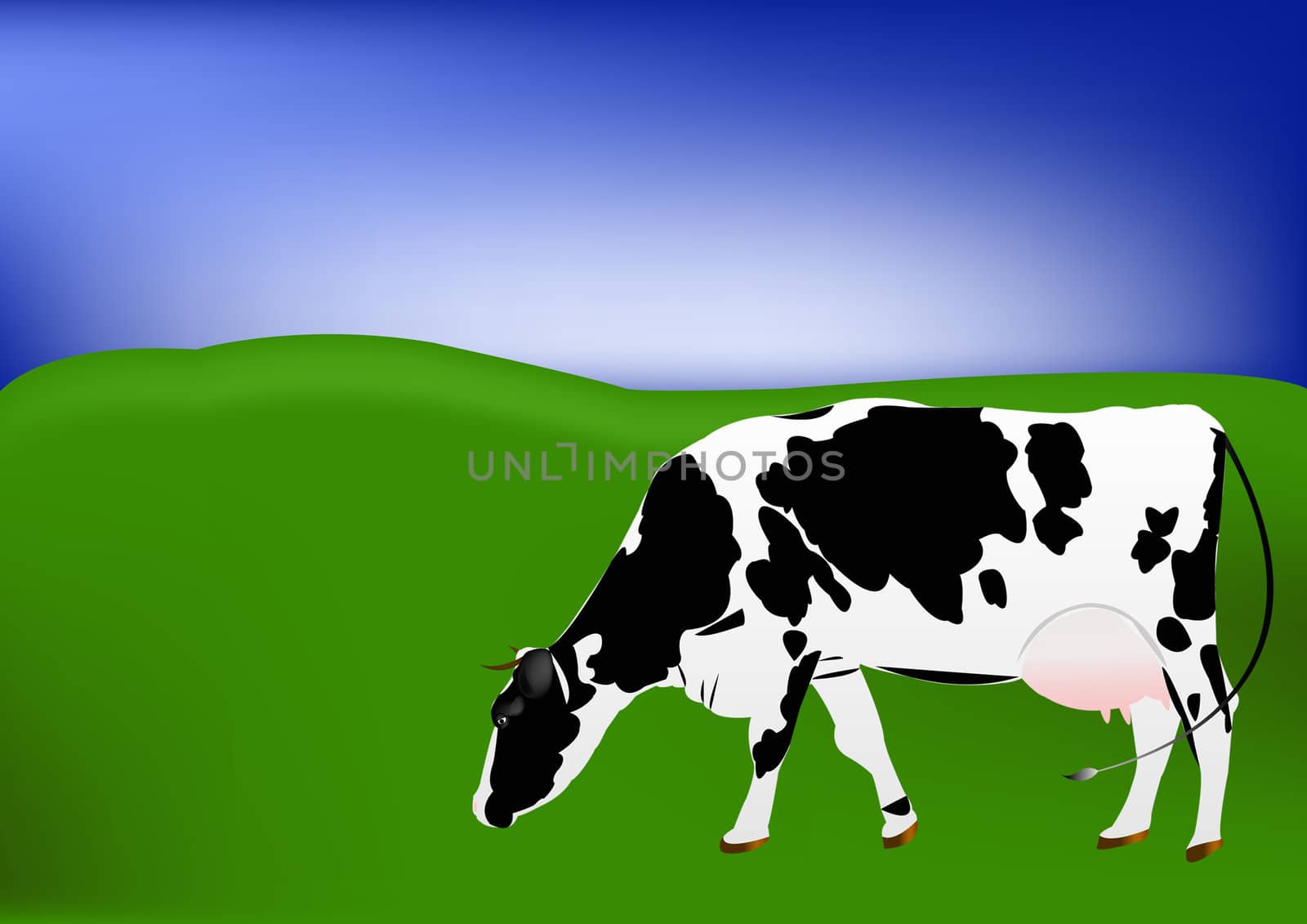 The cow of dairy breed is grazed on a green summer meadow