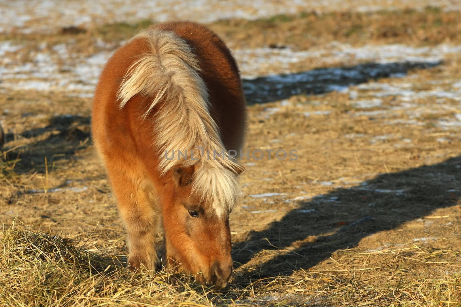 Miniature horse looking for food in morning sun