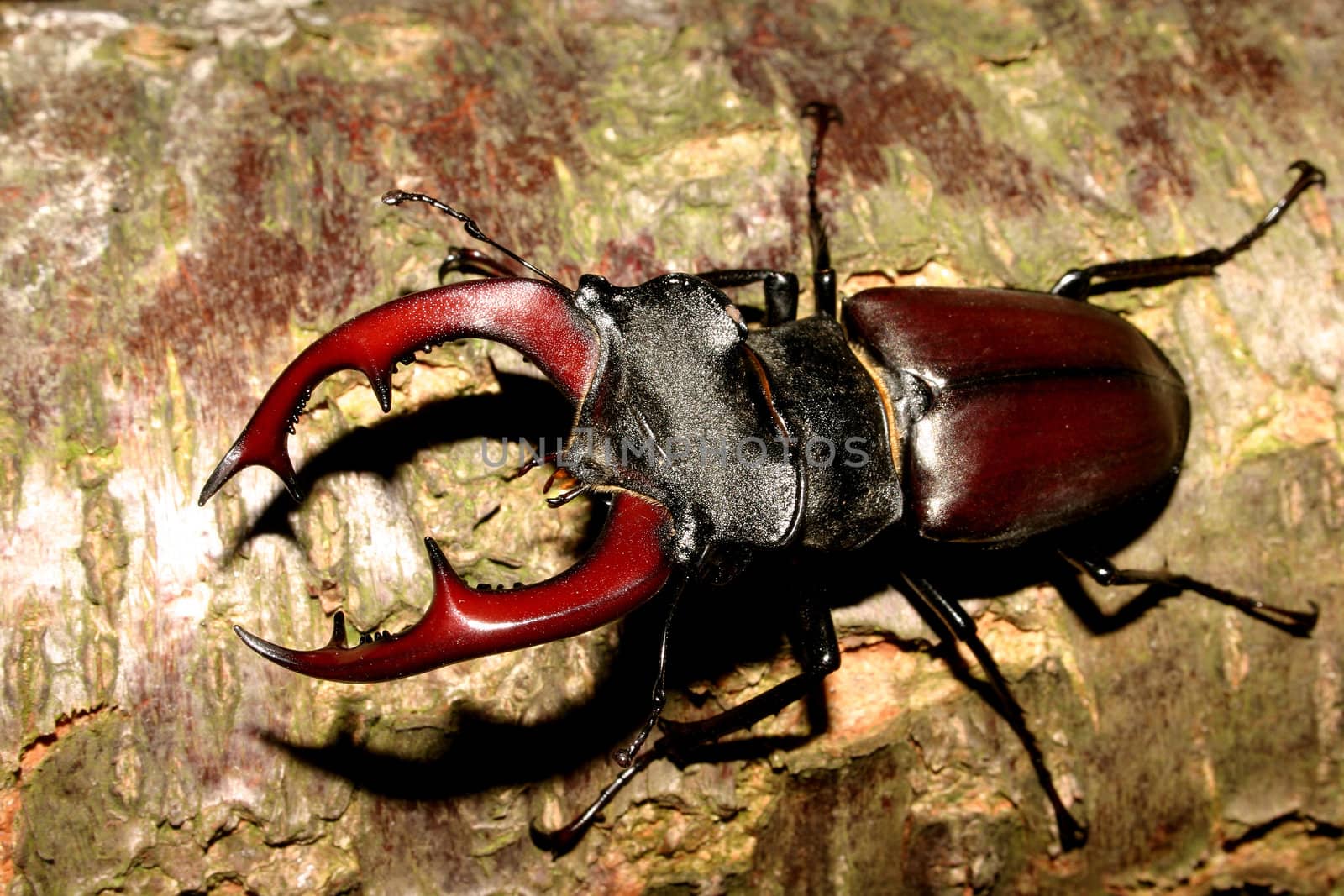 Stag beetle (Lucanus cervus) - Male on a tree trunk