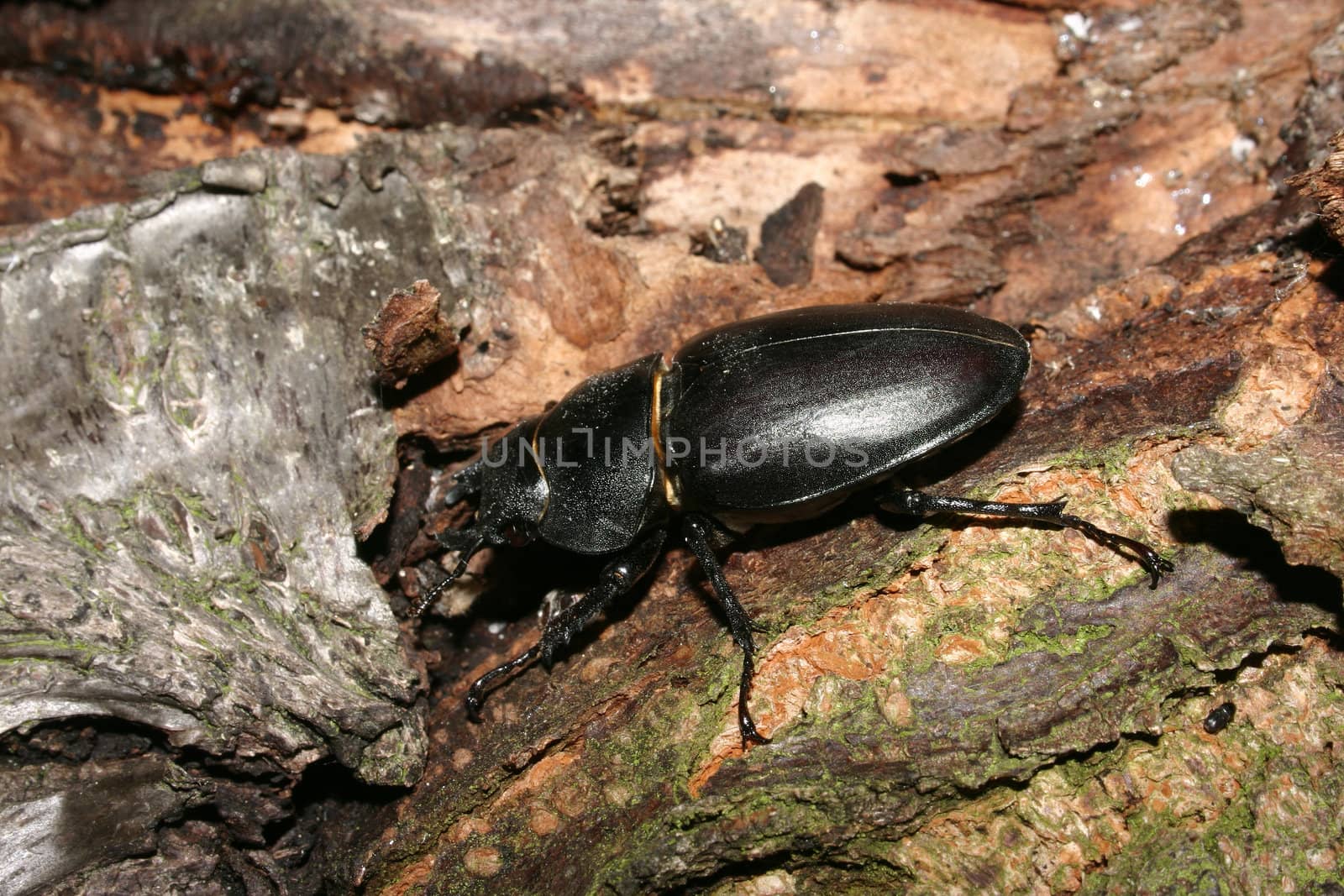 Stag beetle (Lucanus cervus) - Female on a tree trunk