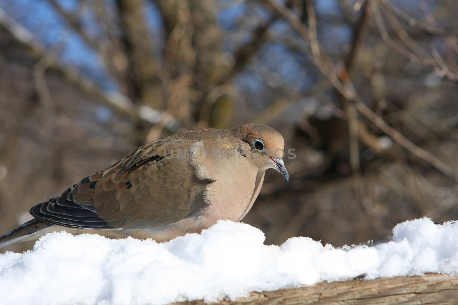 Mourning Dove Zenaida macroura in fresh snow in sun