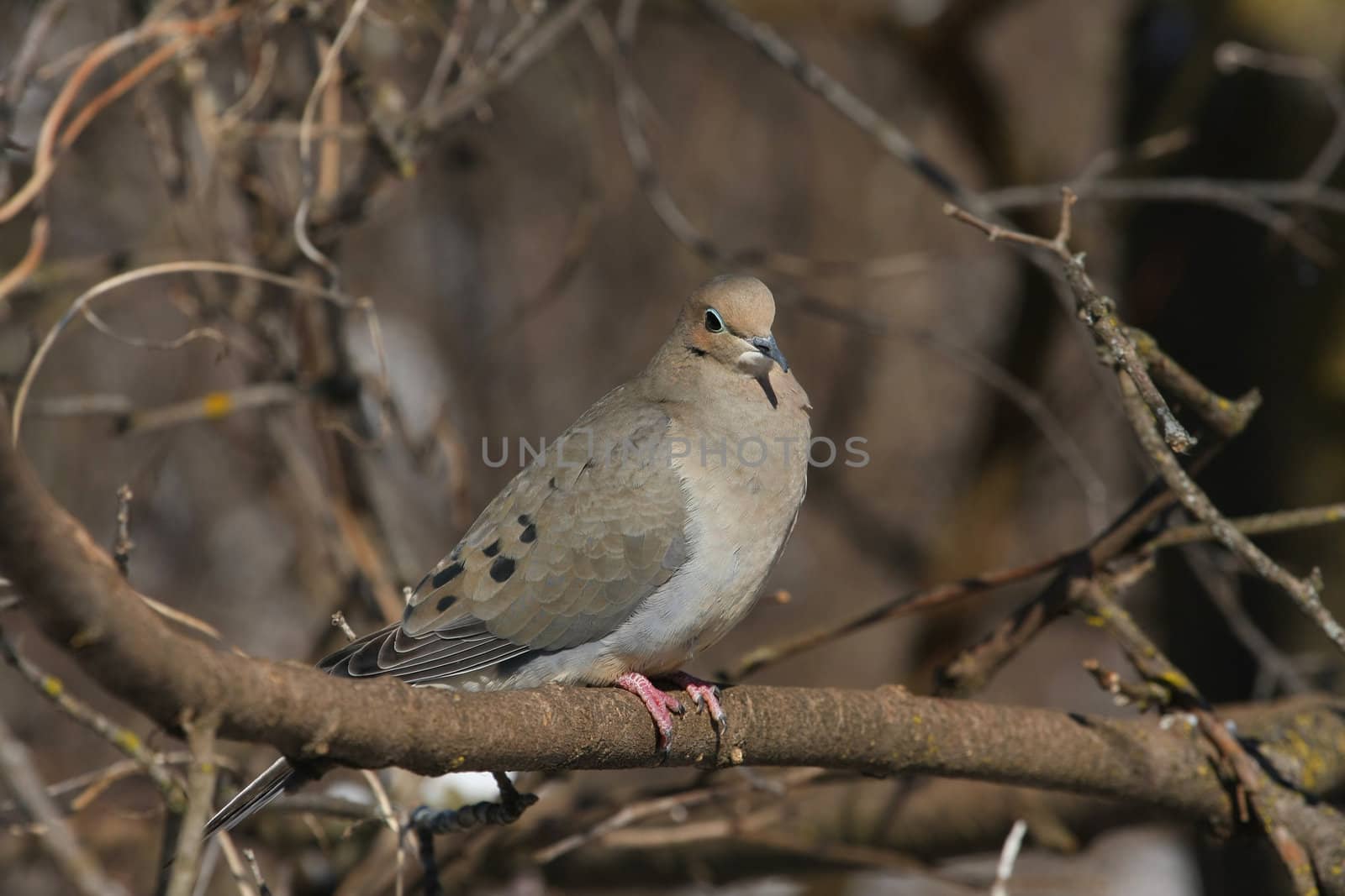 Mourning Dove Zenaida macroura perched in sun on branch