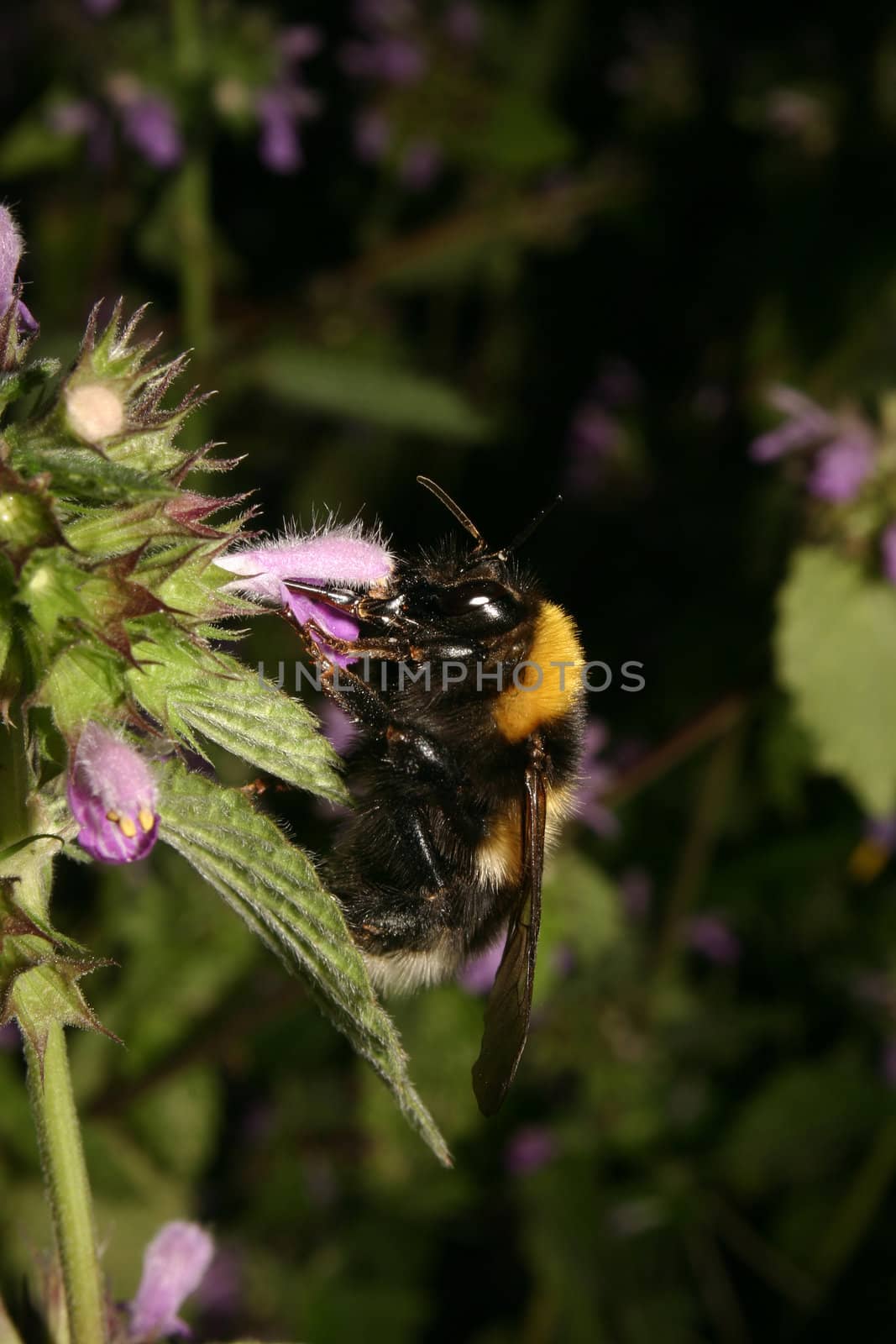 Large Earth Bumblebee (Bombus terrestris) on the flower of the dead nettle