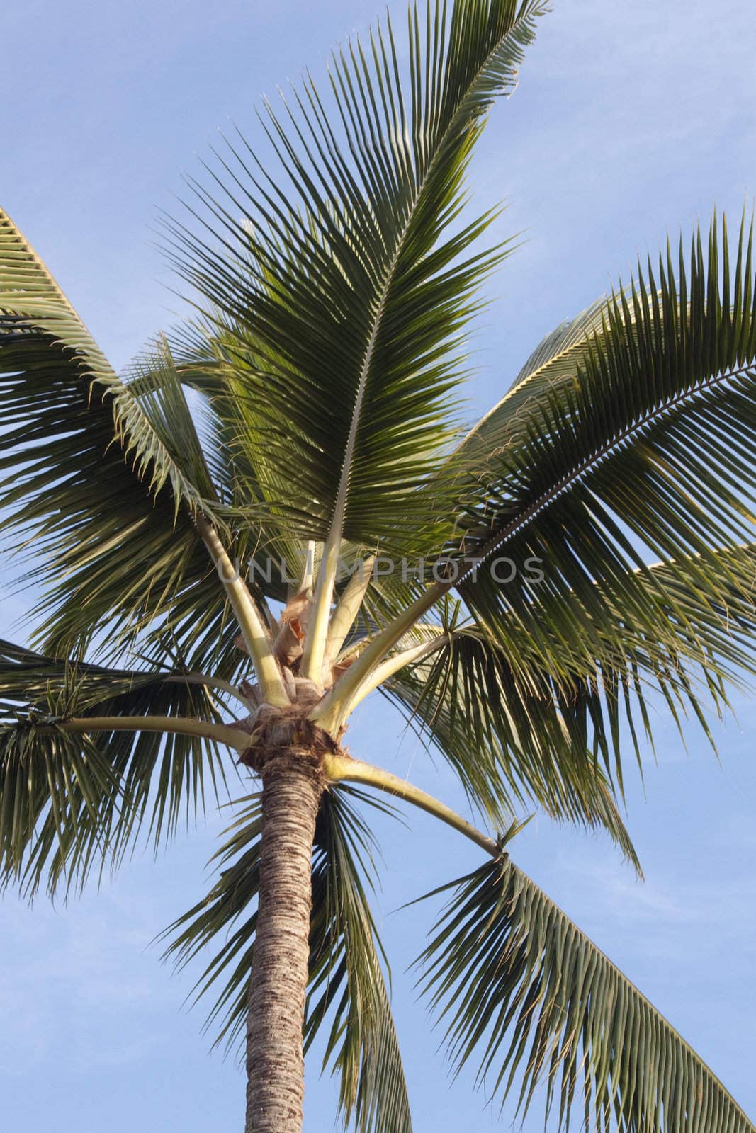 Tropical plant on a blue sky background by jeremywhat