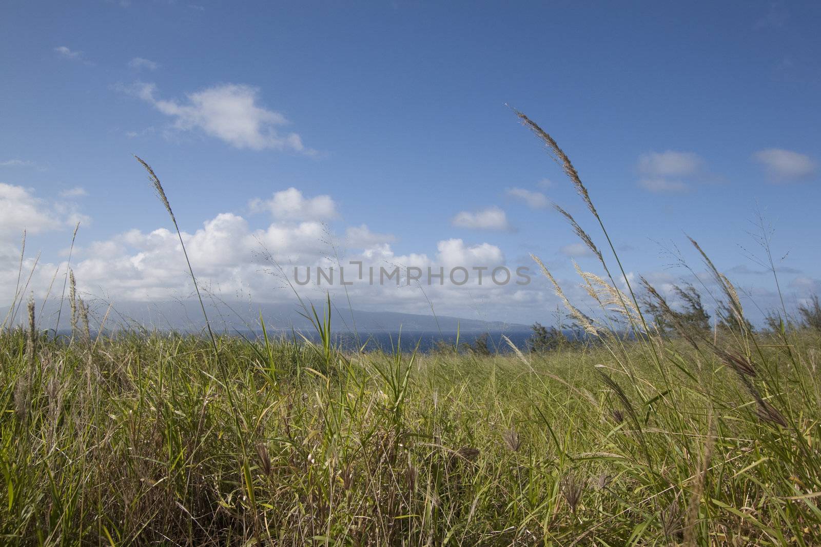 Tropical filed by the beach