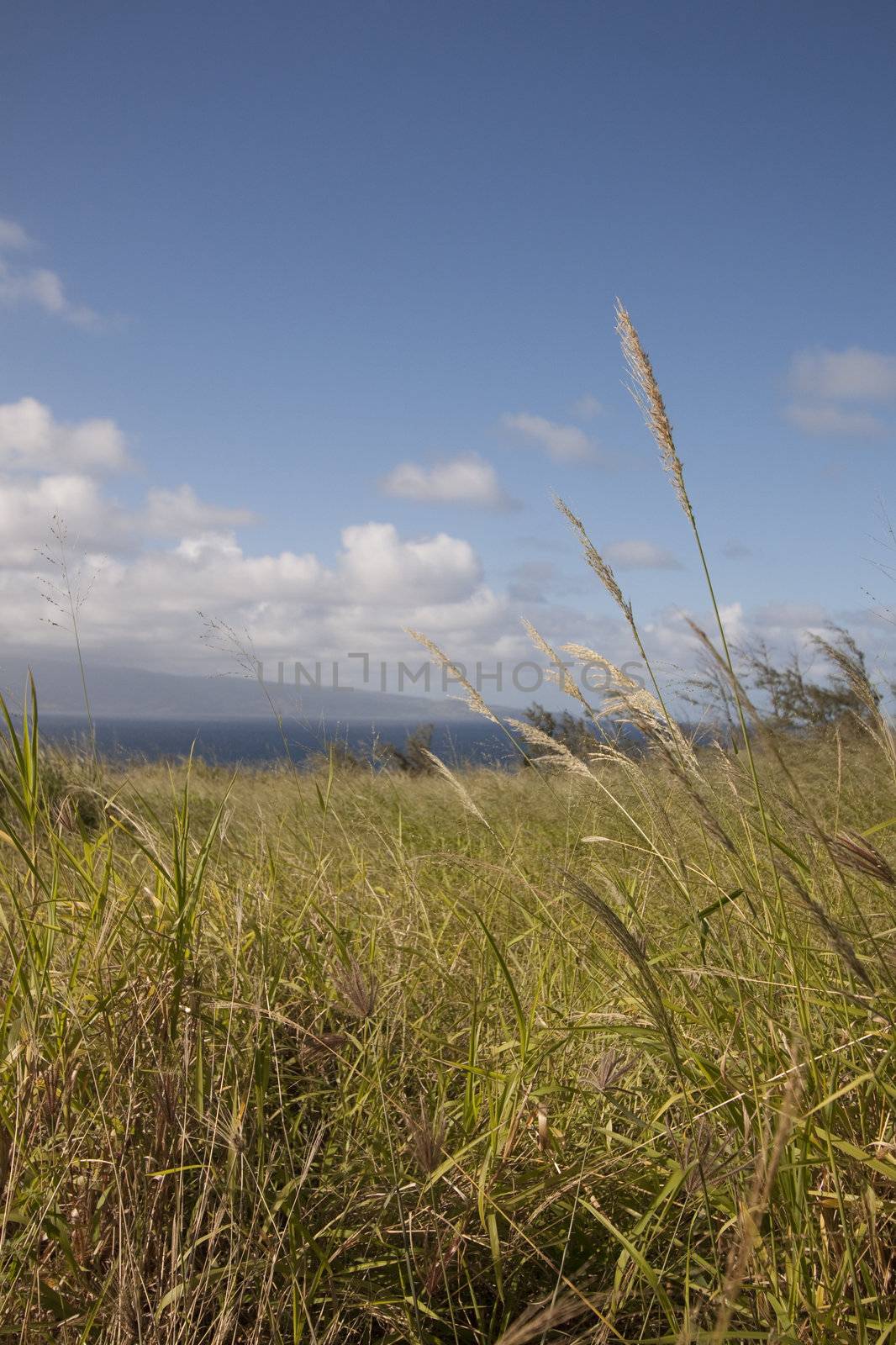 Tropical filed by the beach