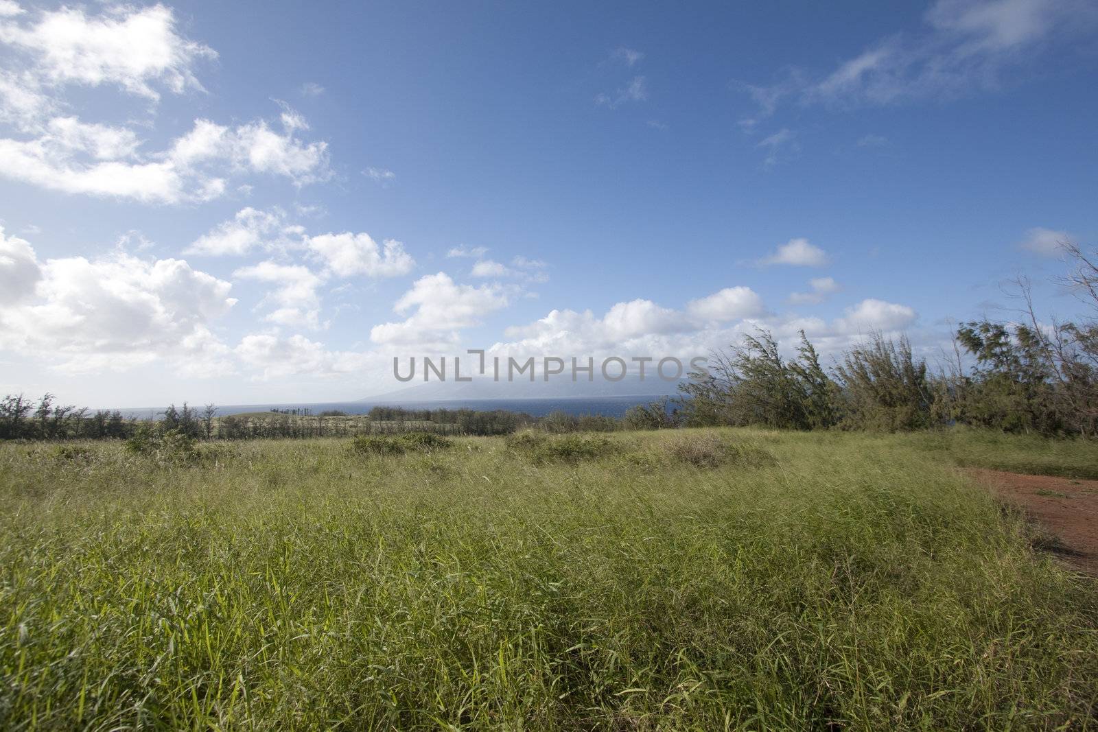 Tropical filed by the beach