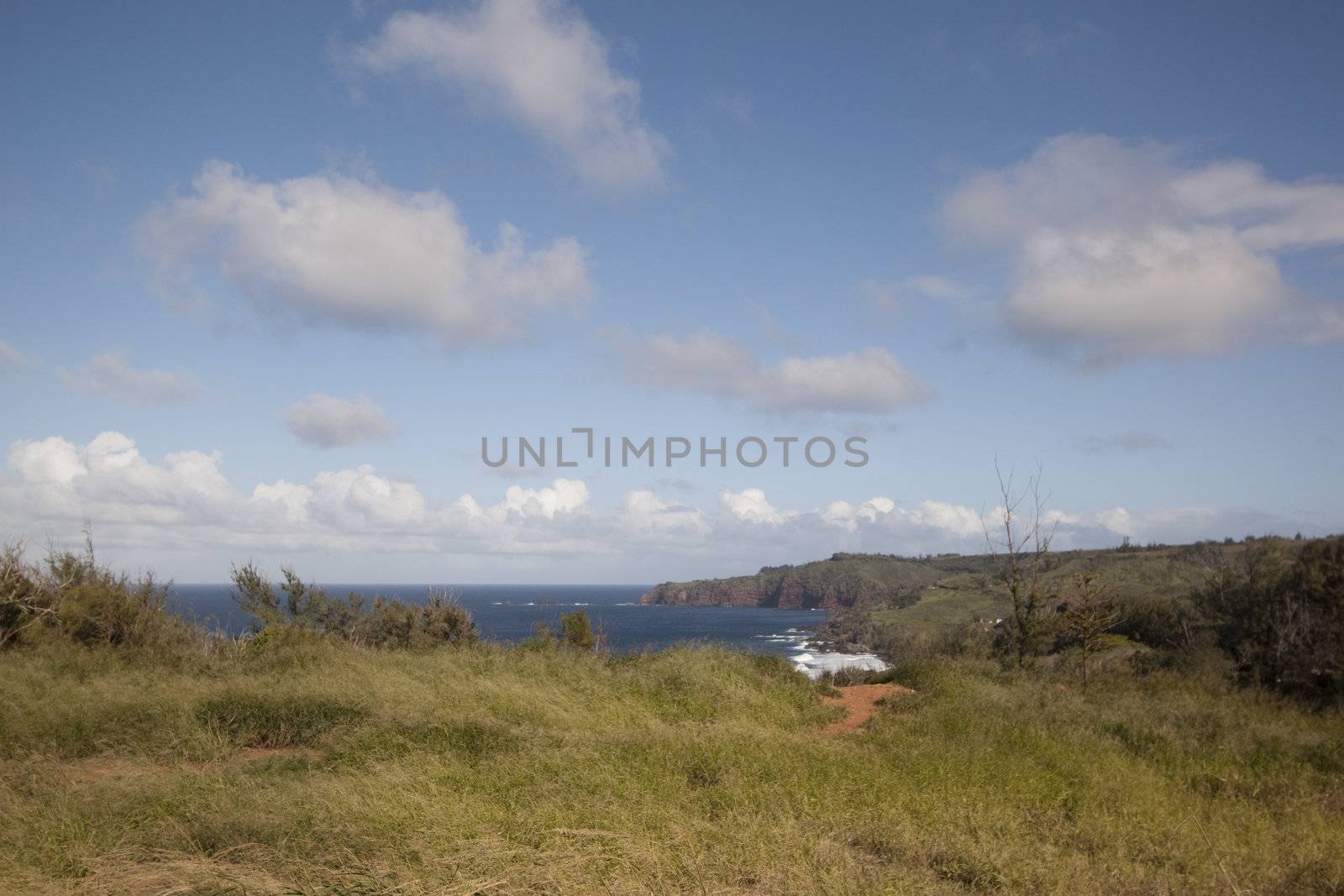 Tropical filed by the beach by jeremywhat