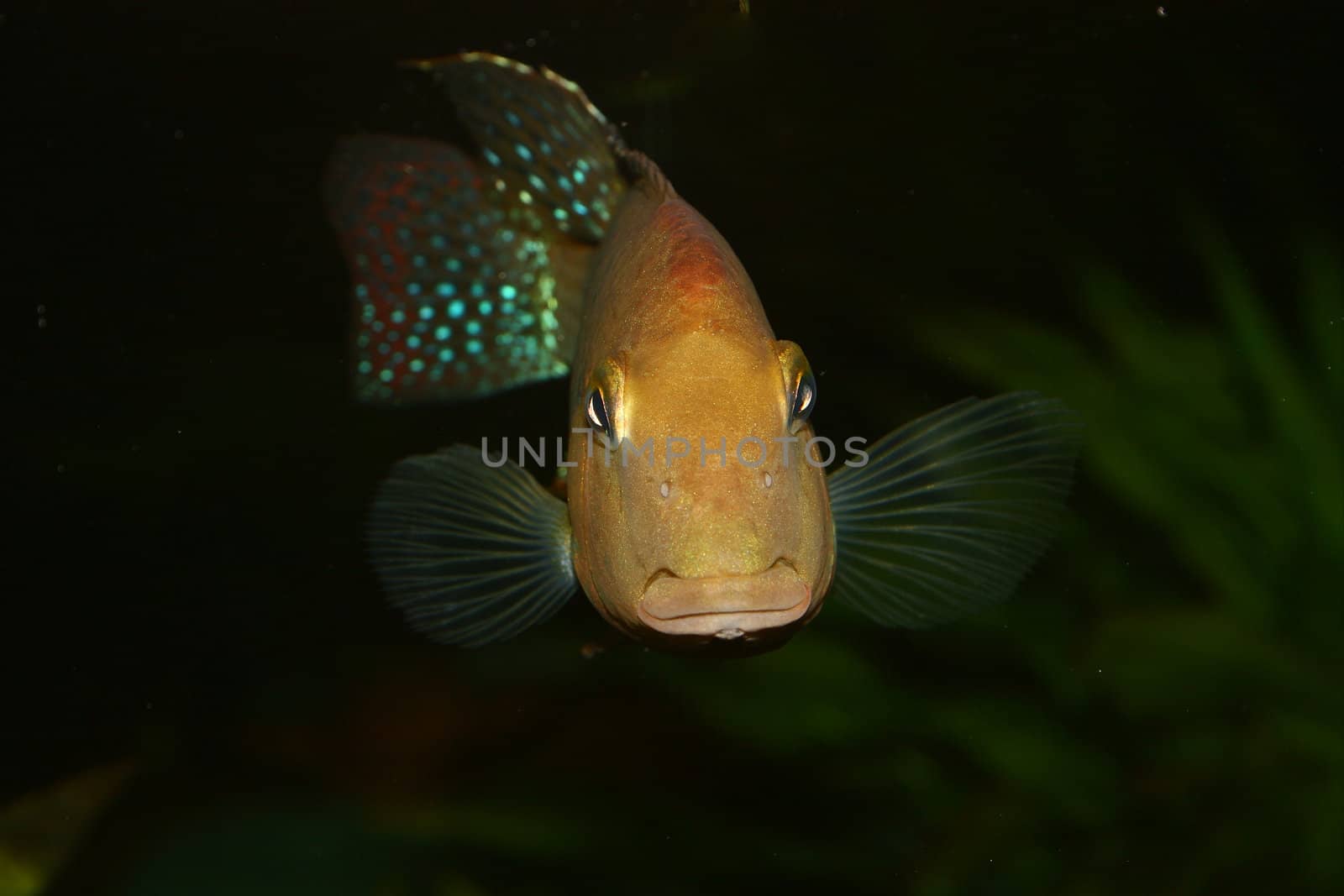 Redhead cichlid (Geophagus steindachneri) - Male, Portrait