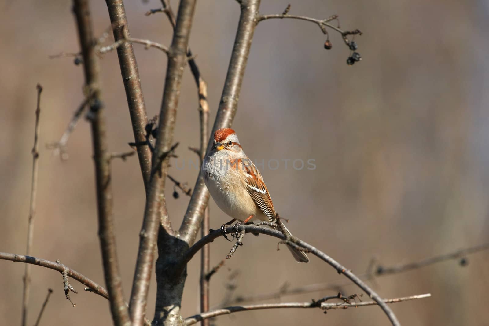 Tree Sparrow Passer montanus perched on branch in morning sun