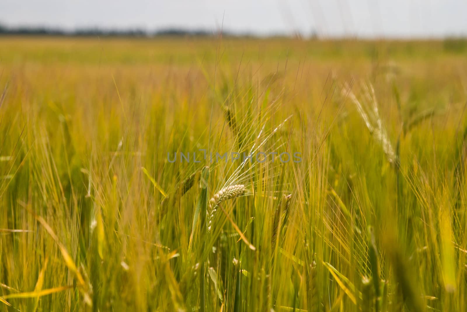 nature series: view of field with green wheat