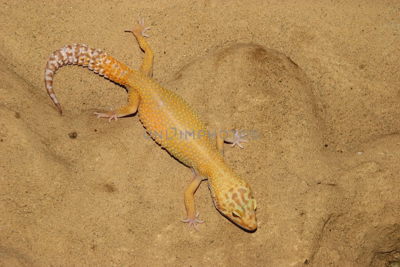 Leopard gecko (Eublepharis macularius), the cultivar "High Yellow"