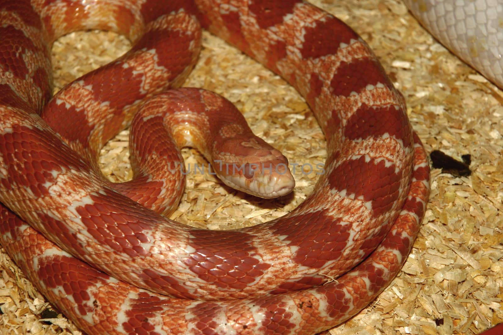 Corn Snake (Pantherophis guttatus) by tdietrich