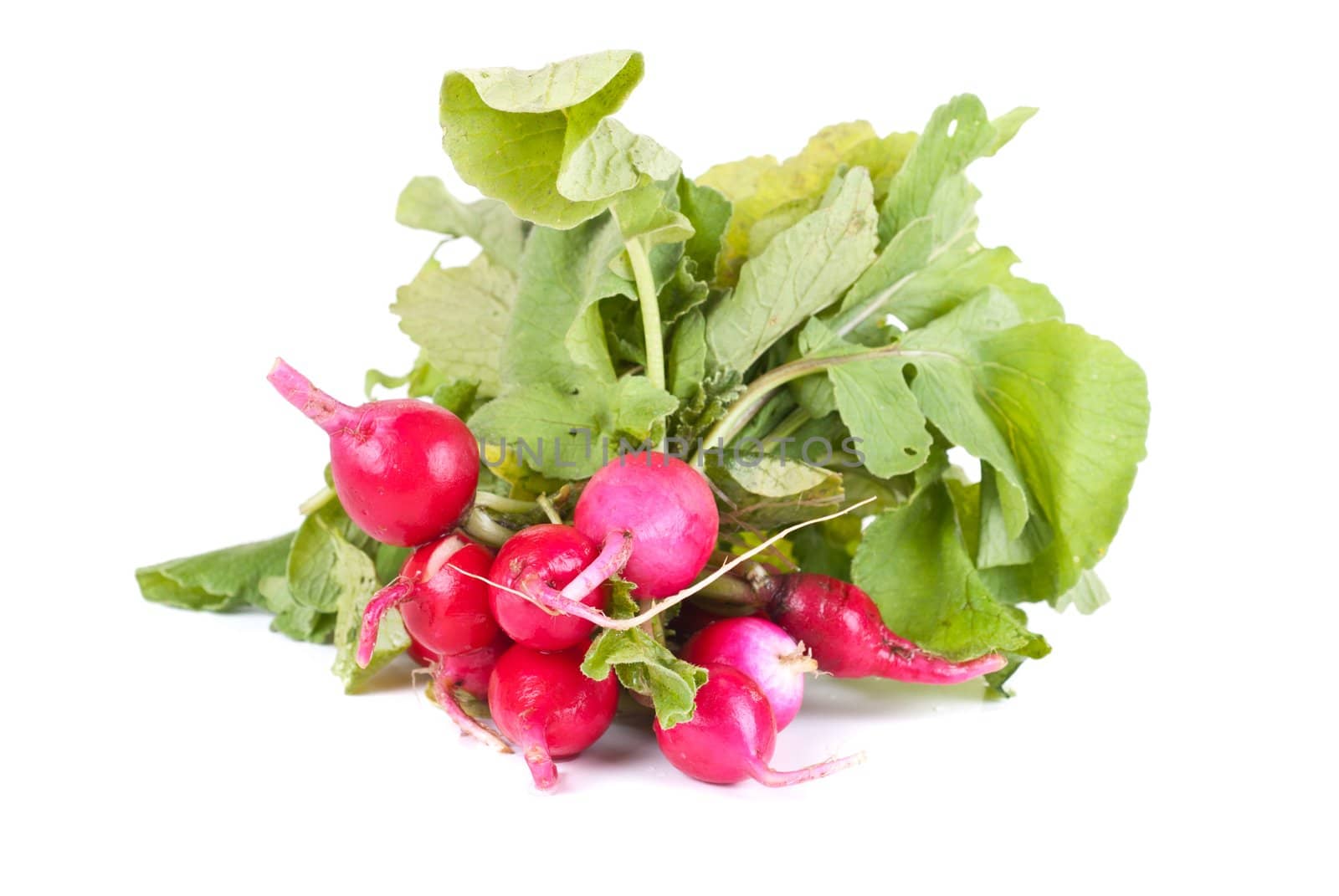 Fresh radishes isolated on  a white background