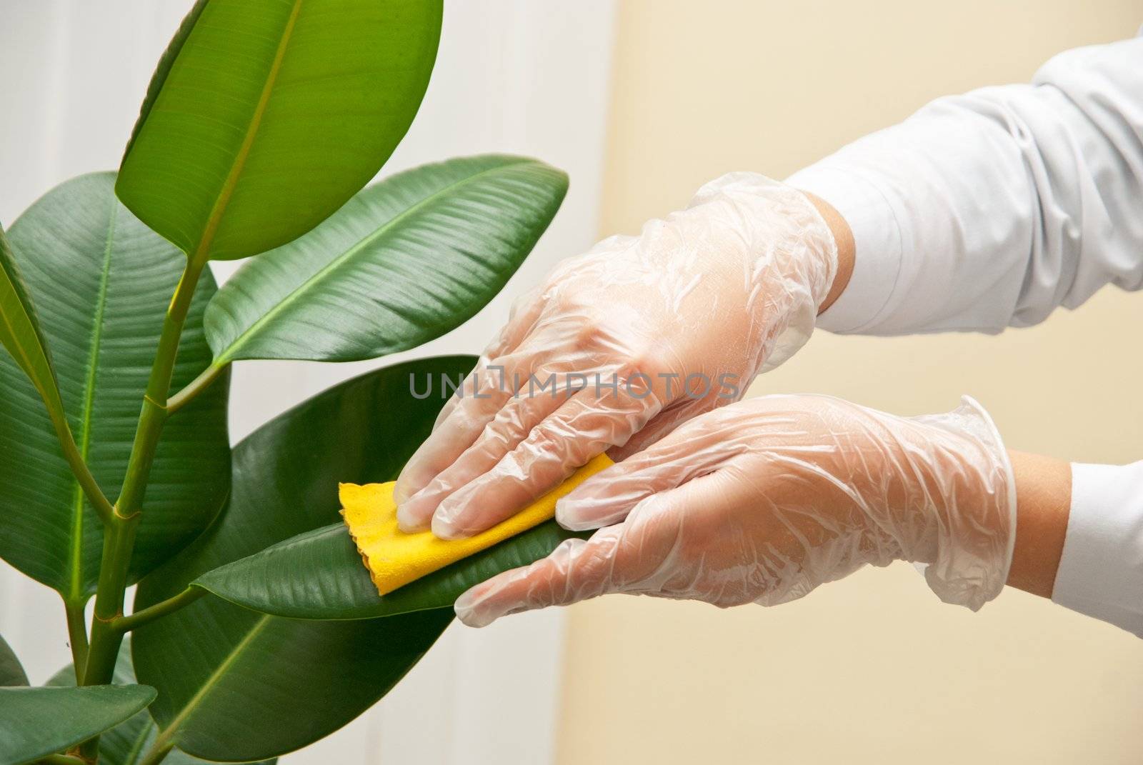 Hand at gloves cleaning ficus plant by wet sponge