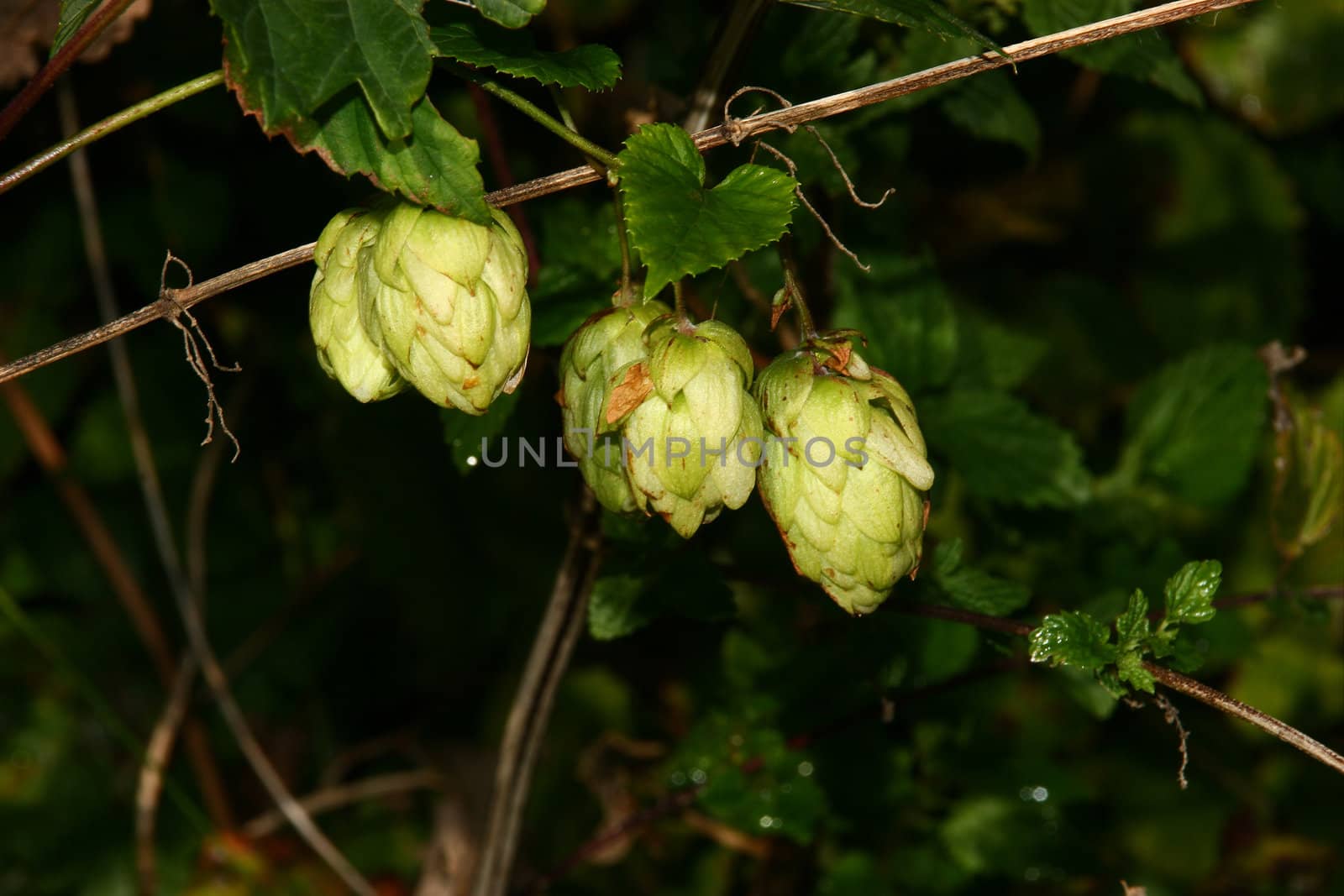 Fruits of the wild hops