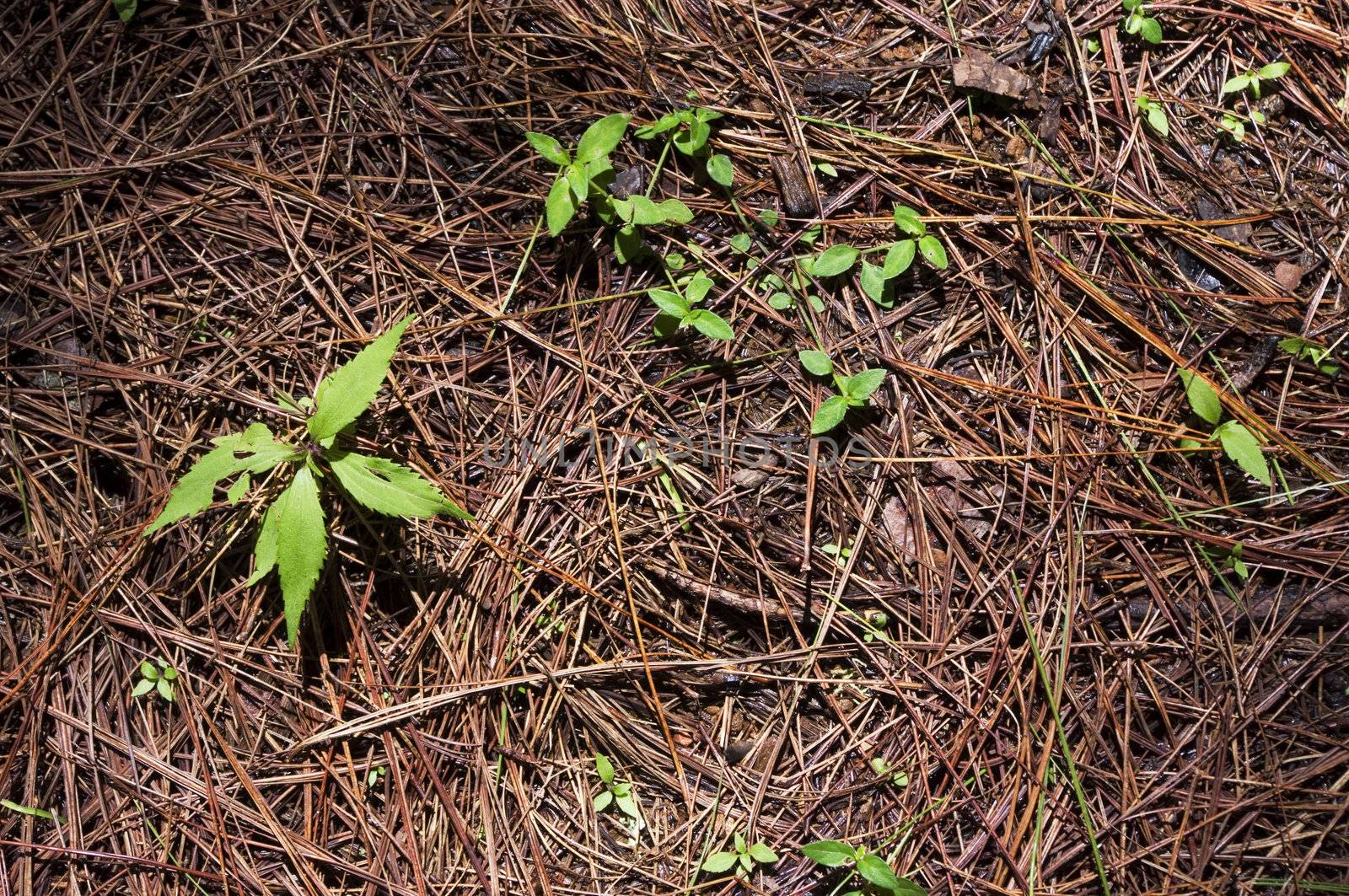 new grown green plants in a pines forest