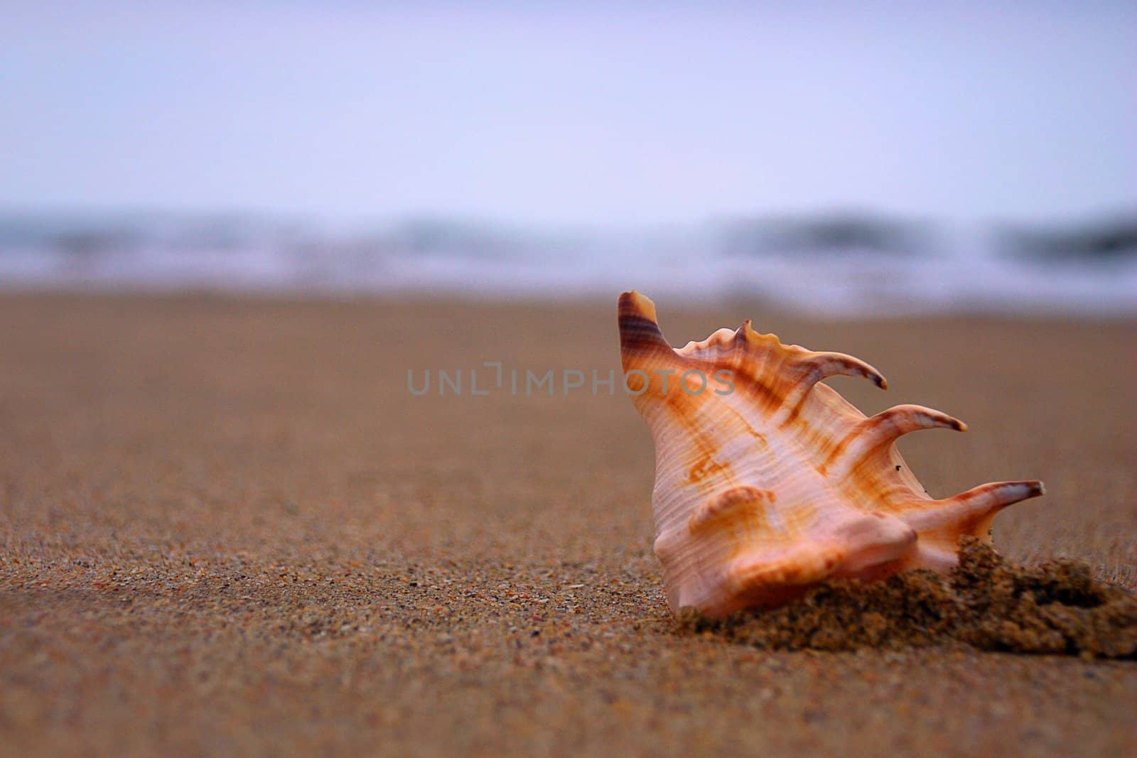 A seashell on the beach